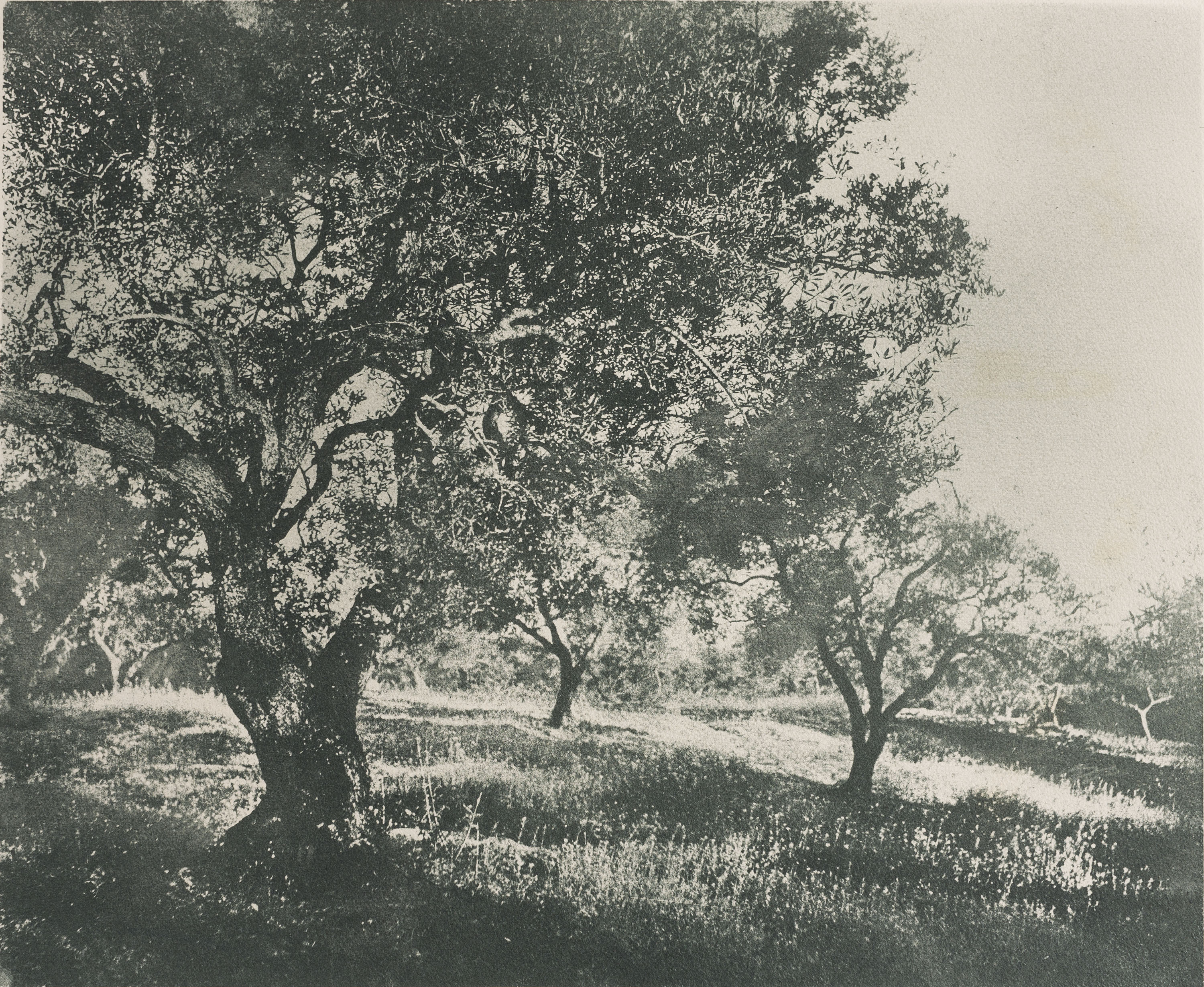 image for: Josep Maria Casals i Ariet - Paisatge - No datat