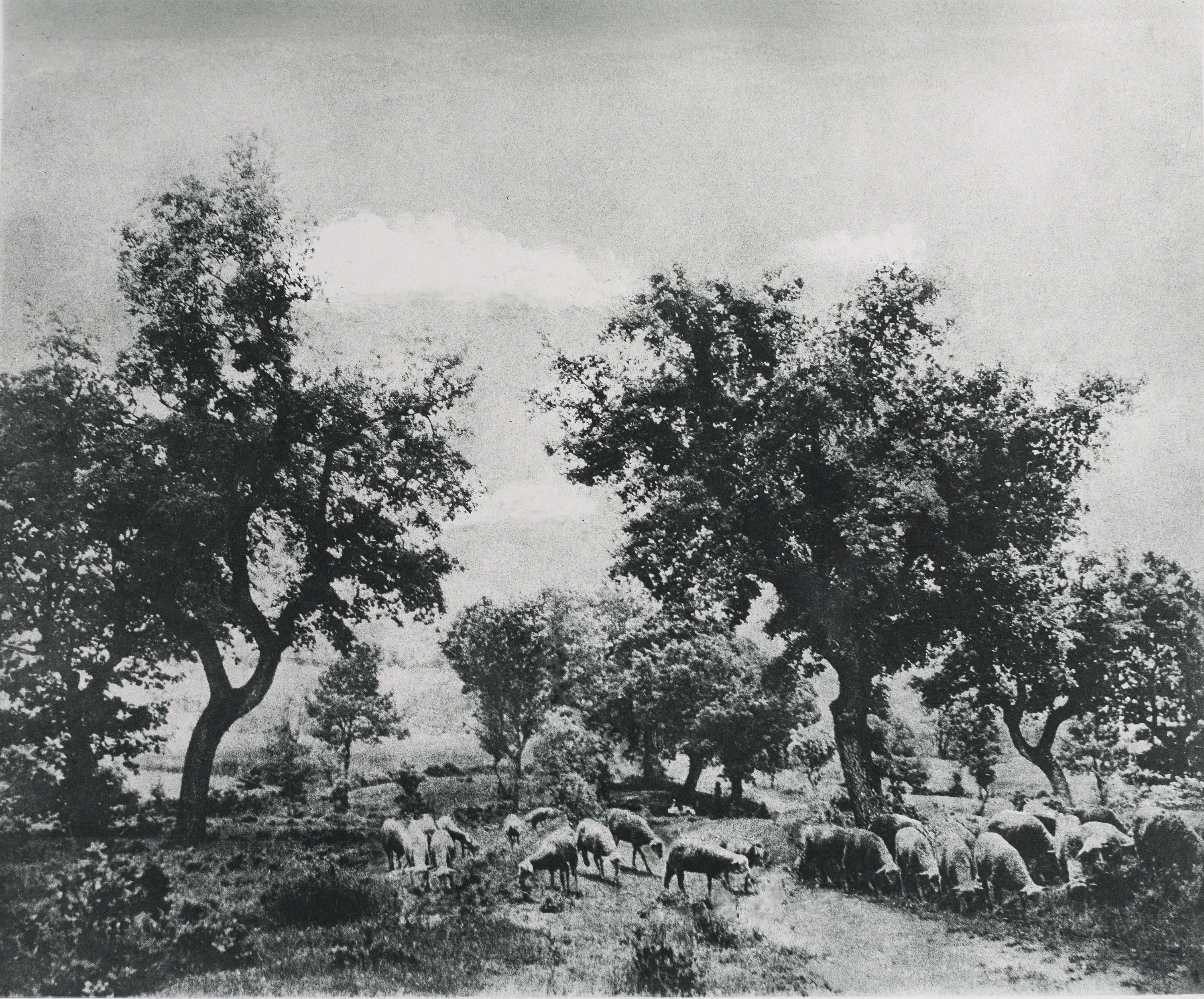 Josep Maria Casals i Ariet - Paisatge amb ramat - No datat image for: Josep Maria Casals i Ariet - Paisatge amb ramat - No datat