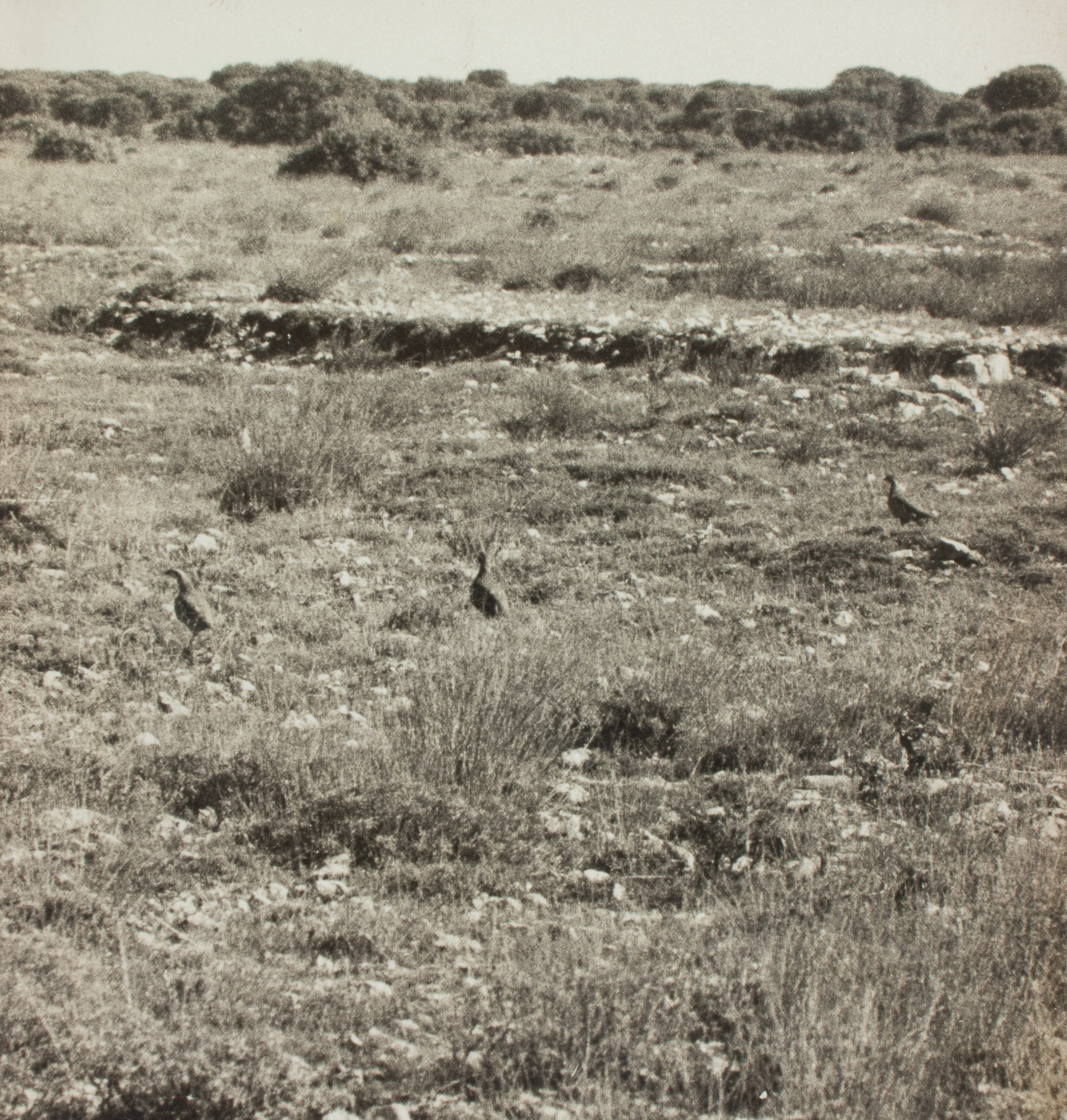 image for: Oriol Maspons - Fotografia per al llibre «La caza de la perdiz roja», de Miguel Delibes - 1962