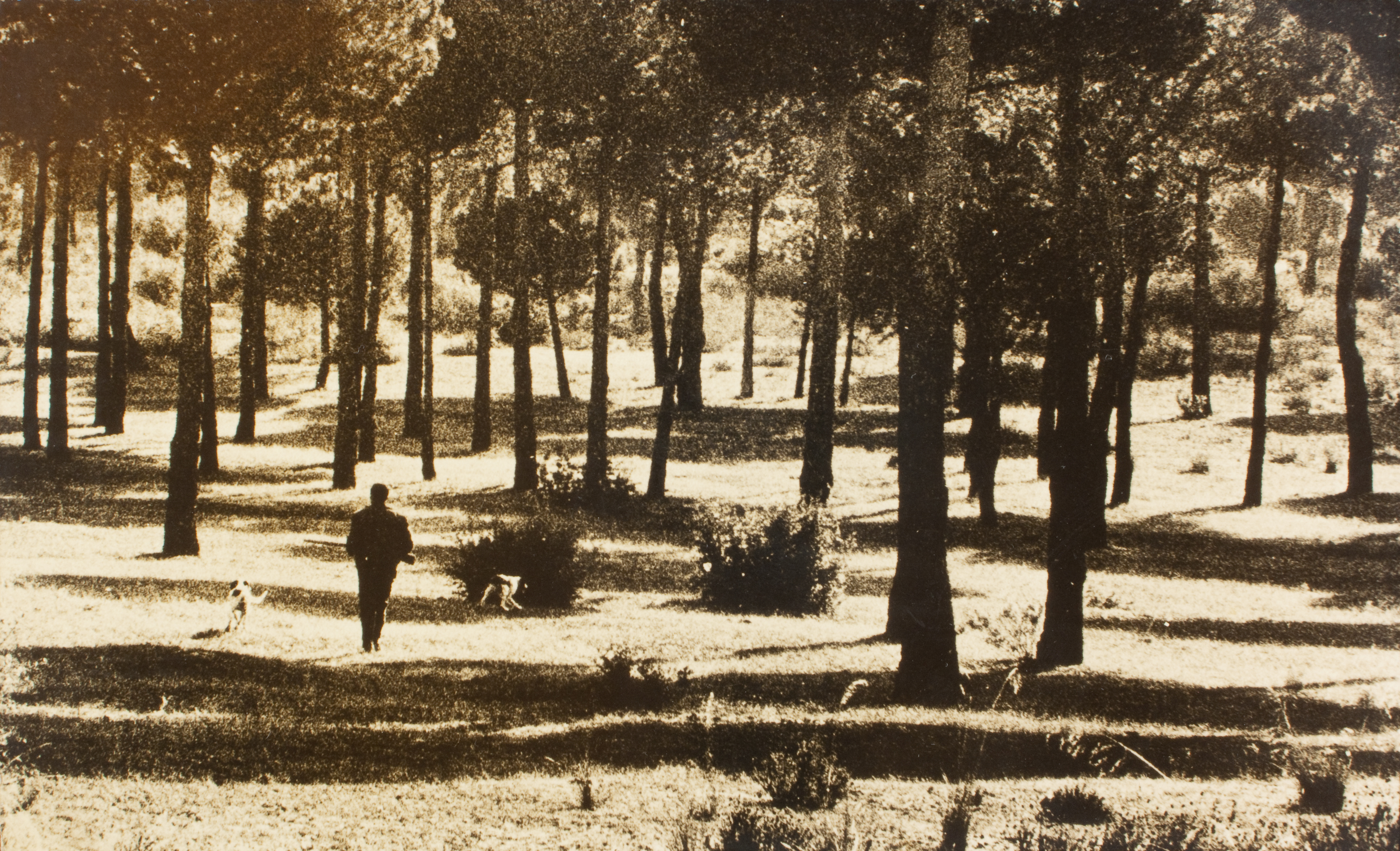 image for: Oriol Maspons - Fotografia per al llibre «La caza de la perdiz roja», de Miguel Delibes - 1962