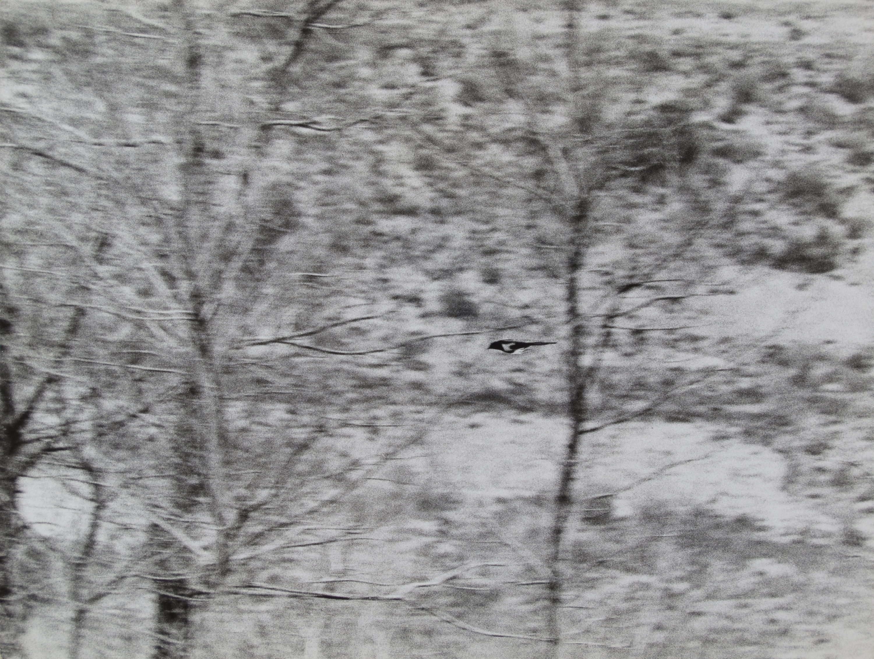Oriol Maspons - Fotografia per al llibre «La caza de la perdiz roja», de Miguel Delibes - 1962 image for: Oriol Maspons - Fotografia per al llibre «La caza de la perdiz roja», de Miguel Delibes - 1962