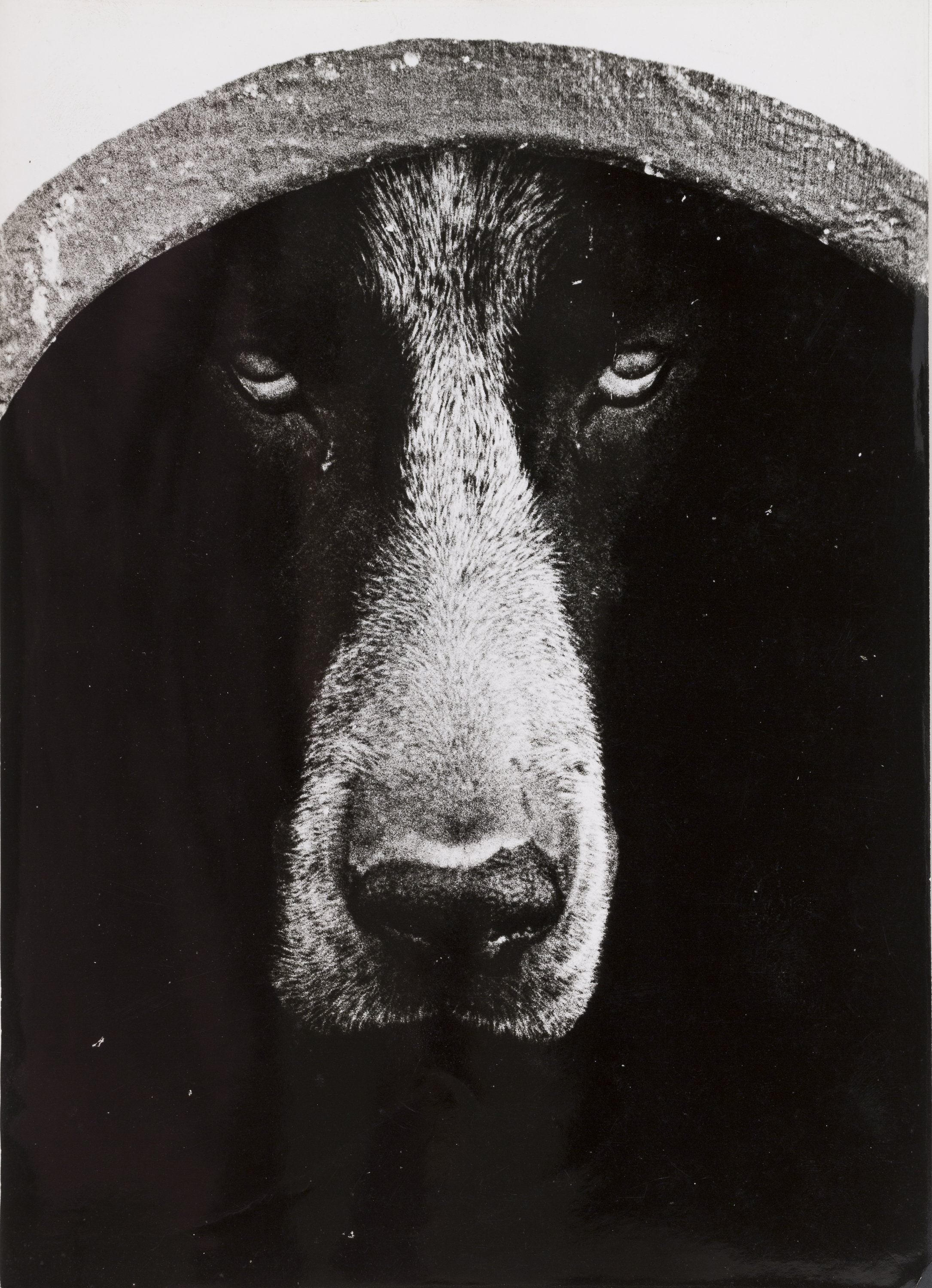 Oriol Maspons - Fotografia per al llibre «La caza de la perdiz roja», de Miguel Delibes - 1962 image for: Oriol Maspons - Fotografia per al llibre «La caza de la perdiz roja», de Miguel Delibes - 1962