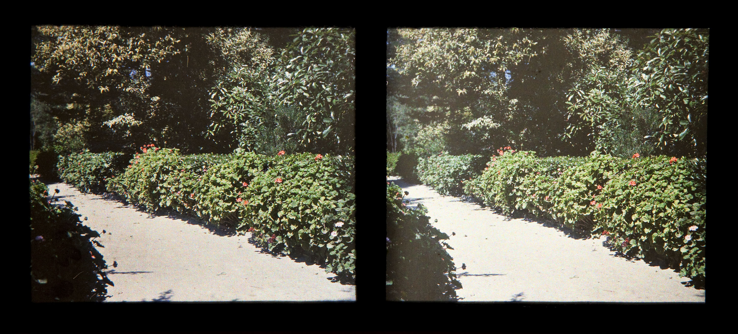 Francesc Carrera Bou - Jardí - Cap a 1922-1926 image for: Francesc Carrera Bou - Jardí - Cap a 1922-1926