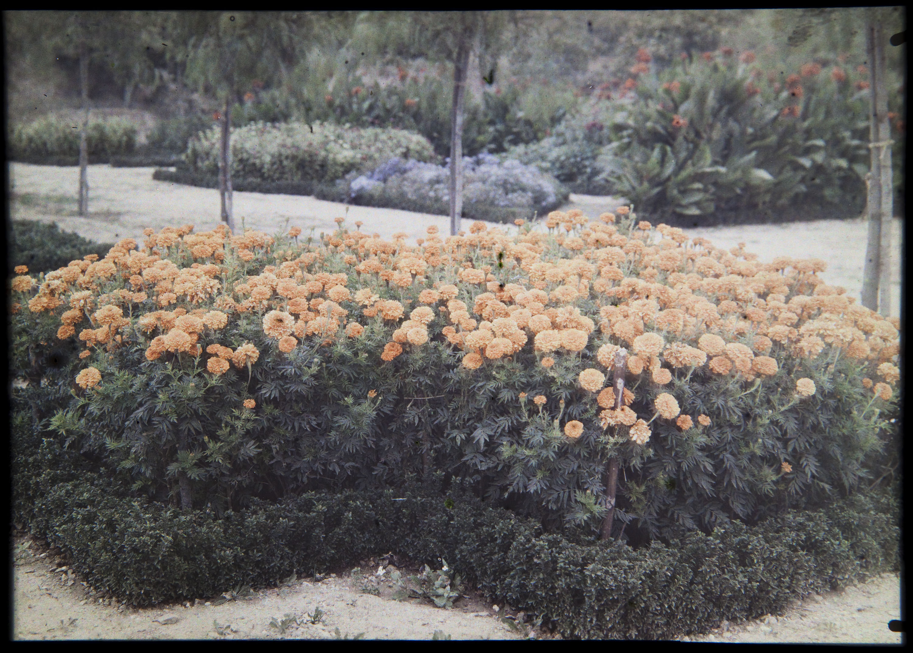 image for: Francesc Carrera Bou - Jardí - Cap a 1926