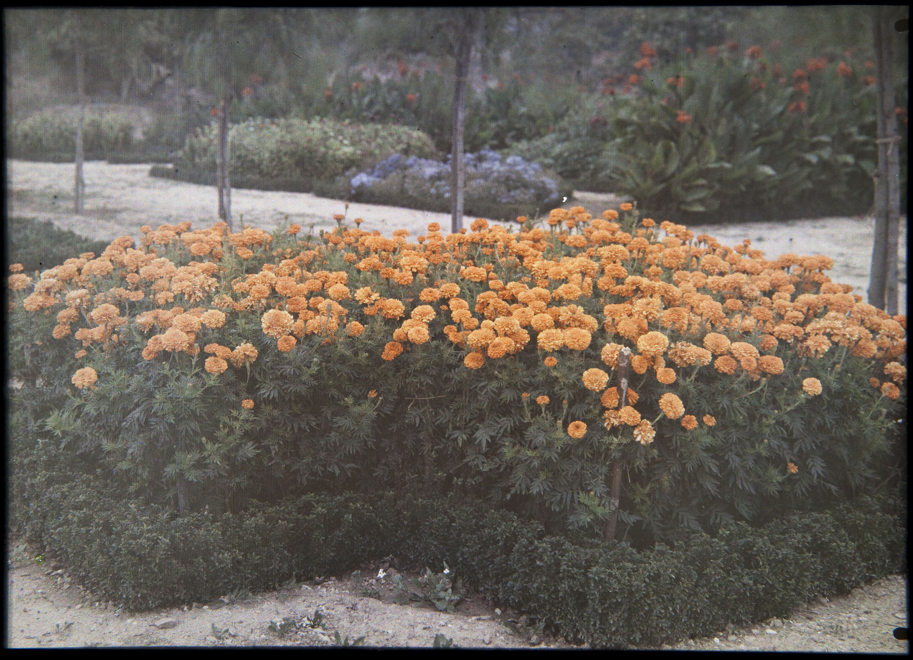 image for: Francesc Carrera Bou - Jardí - Cap a 1926