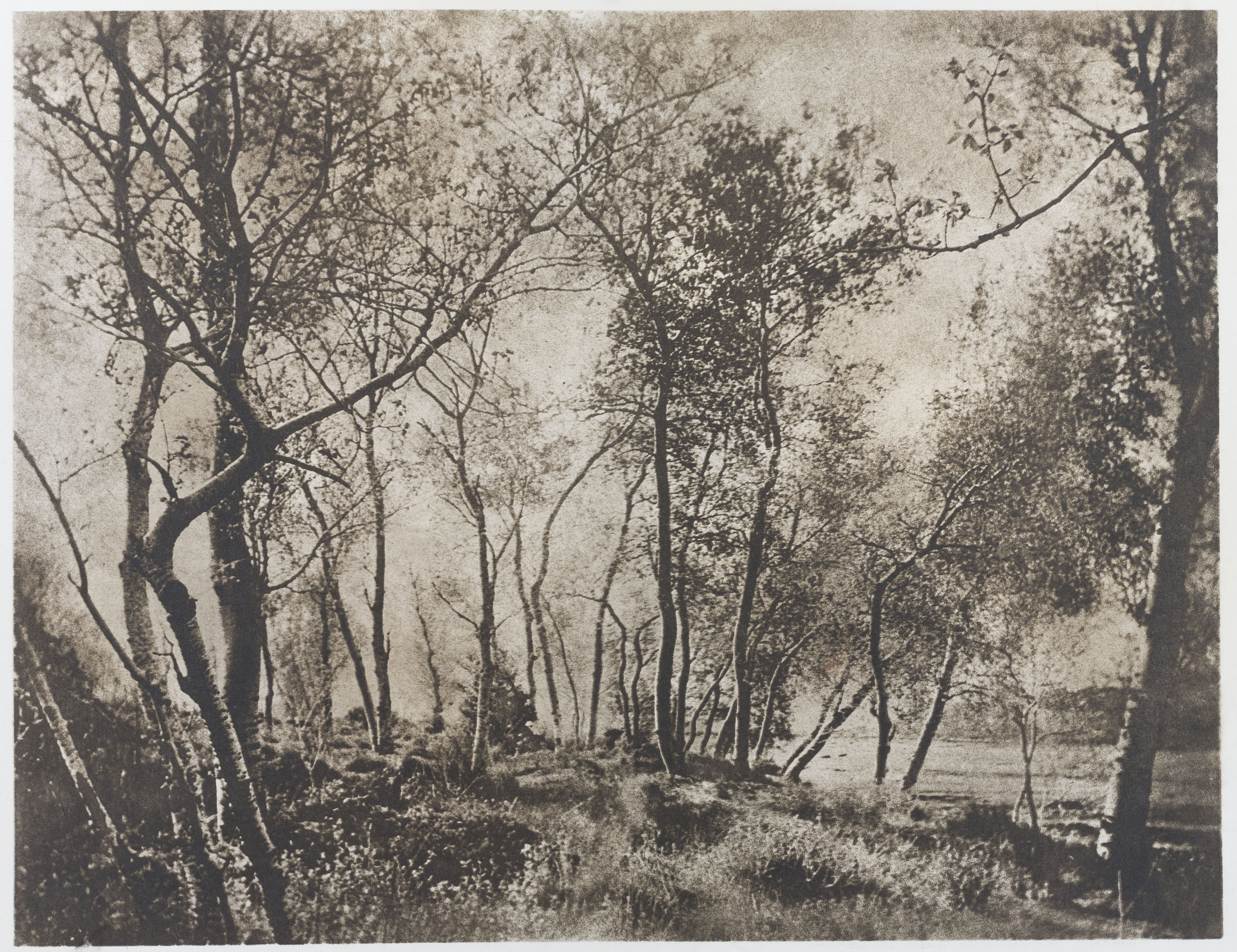 image for: Josep Maria Casals i Ariet - Paisatge - No datat