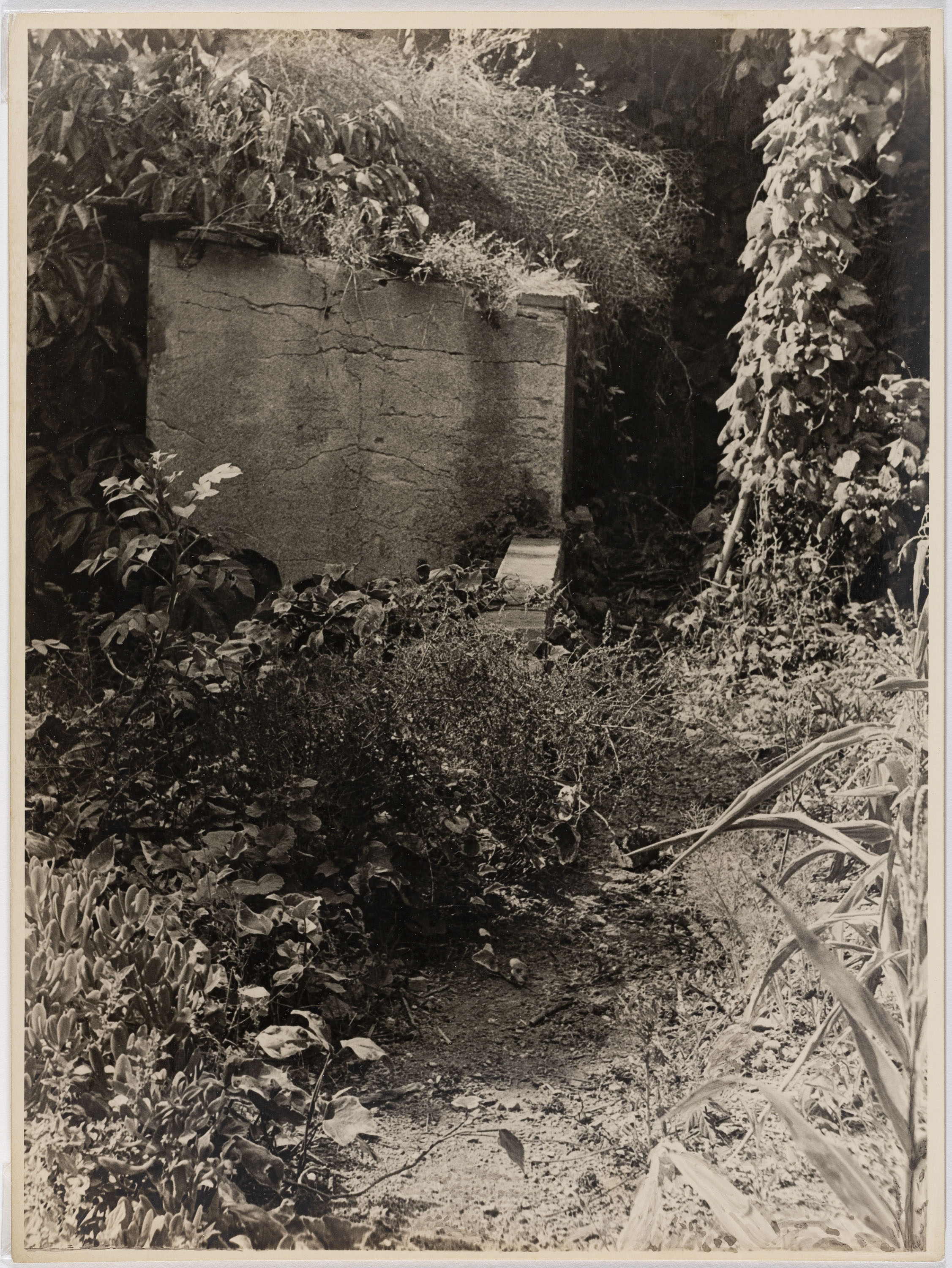image for: Otho Lloyd - Jardí de la casa del Putxet (Barcelona) - Cap a 1948