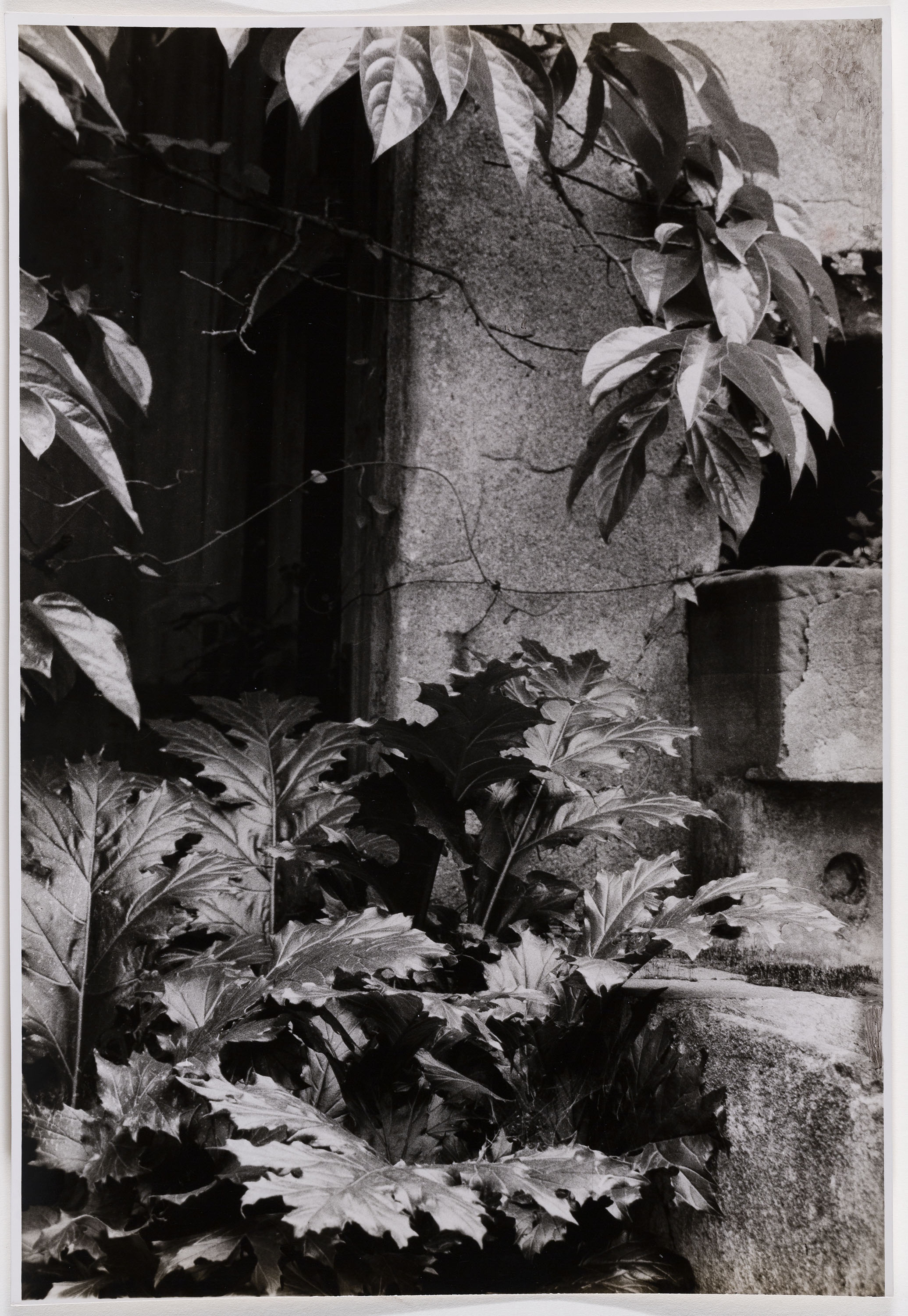 image for: Otho Lloyd - Jardí de la casa del Putxet (Barcelona) - Cap a 1945-1948