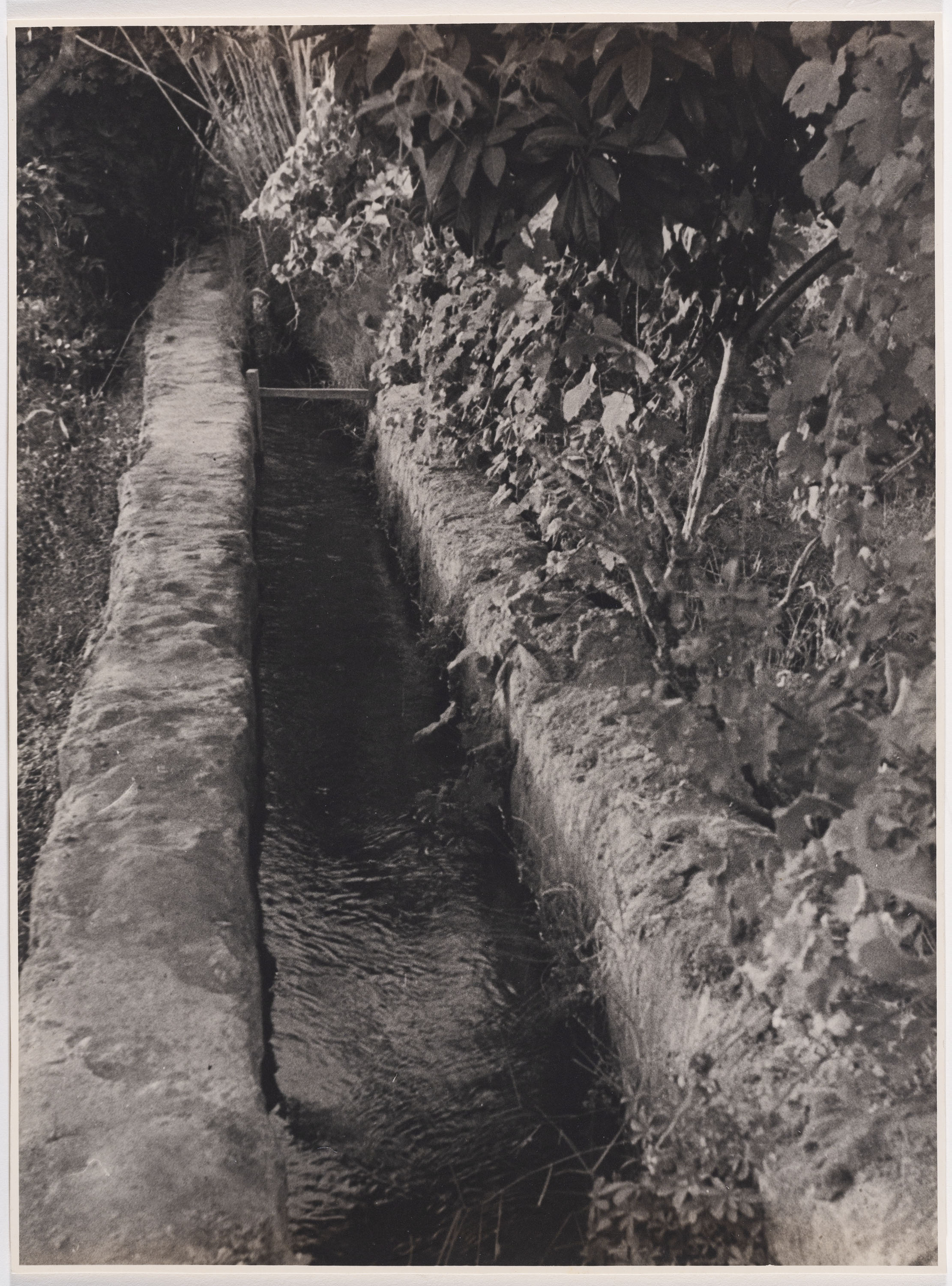 image for: Otho Lloyd - Jardí de la casa del Putxet (Barcelona) - Cap a 1945-1948