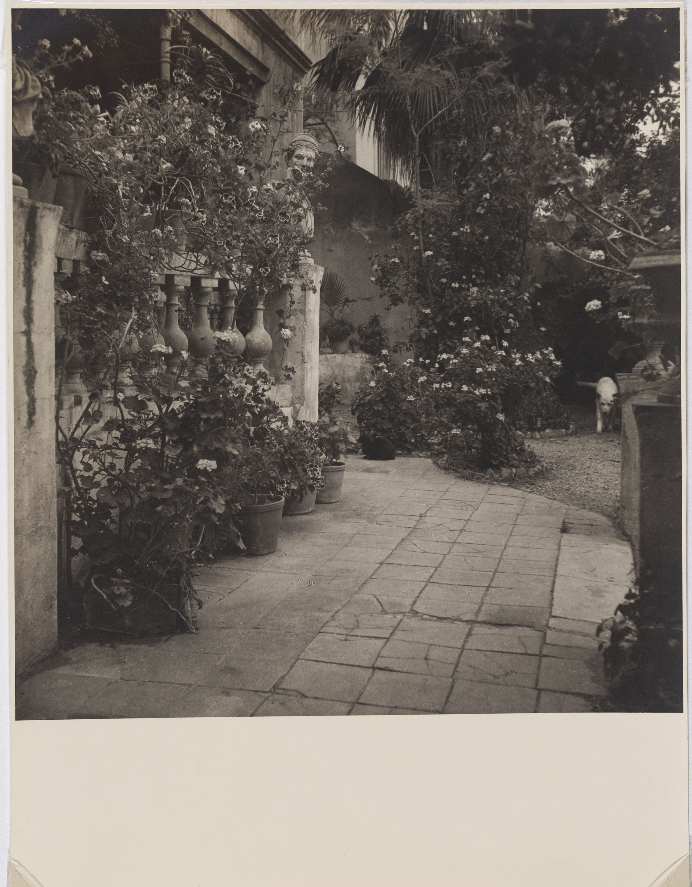 image for: Otho Lloyd - Jardí de la casa del Putxet (Barcelona) - Cap a 1948
