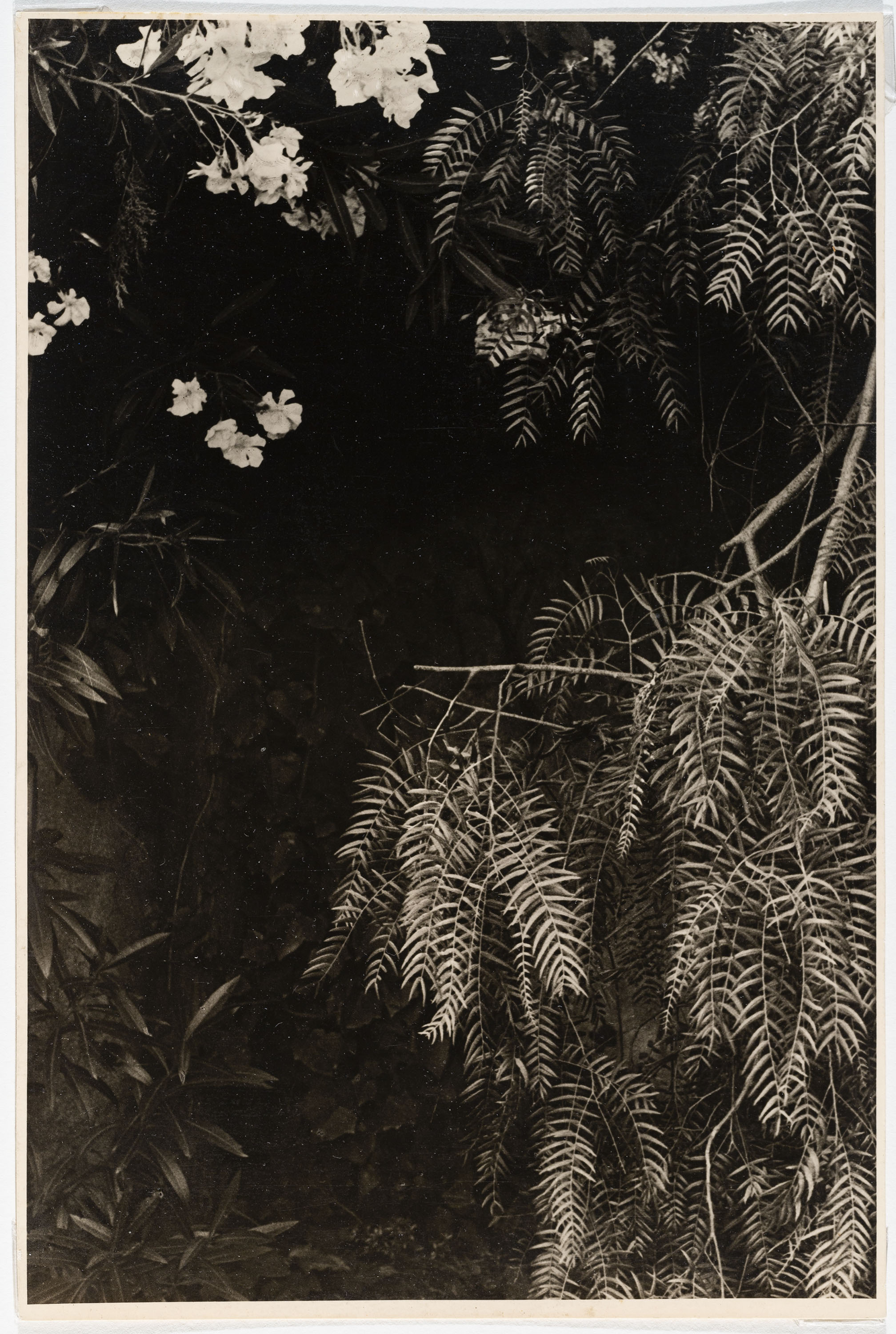 image for: Otho Lloyd - Vegetació (Jardí de la casa del Putxet, Barcelona) - Cap a 1948