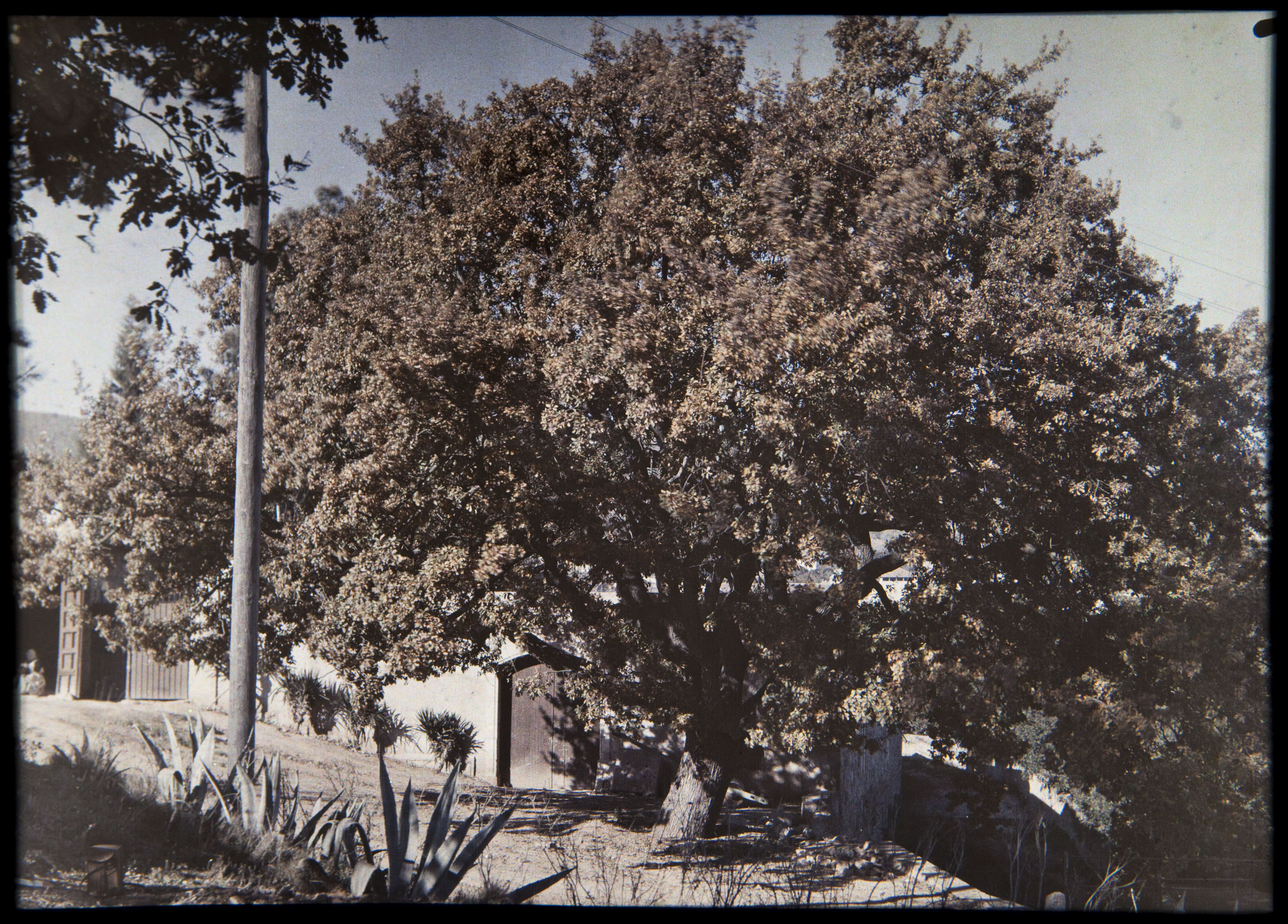 image for: Francesc Carrera Bou - Carrer amb arbre - Cap a 1922-1926