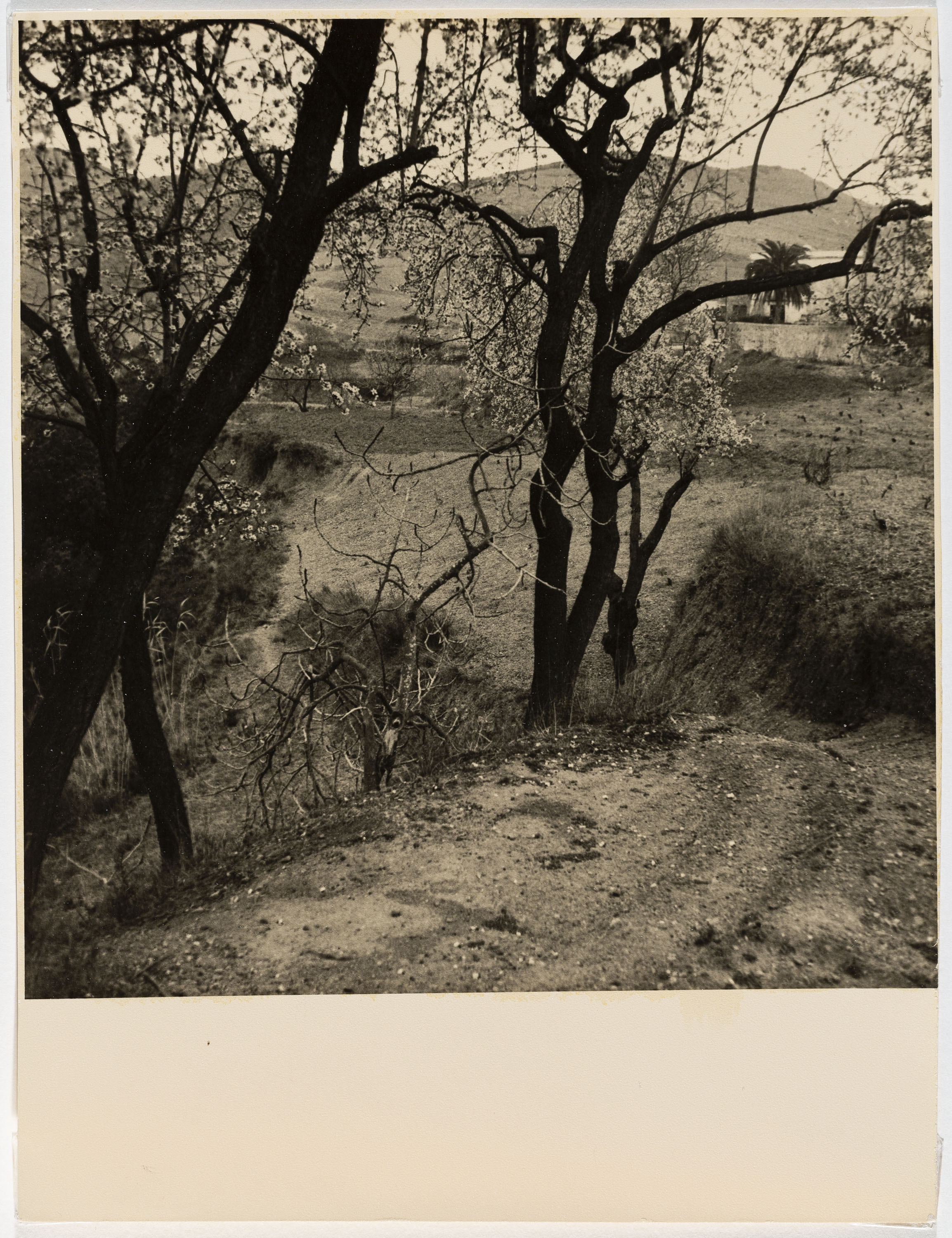 image for: Otho Lloyd - Paisatge - Cap a 1946