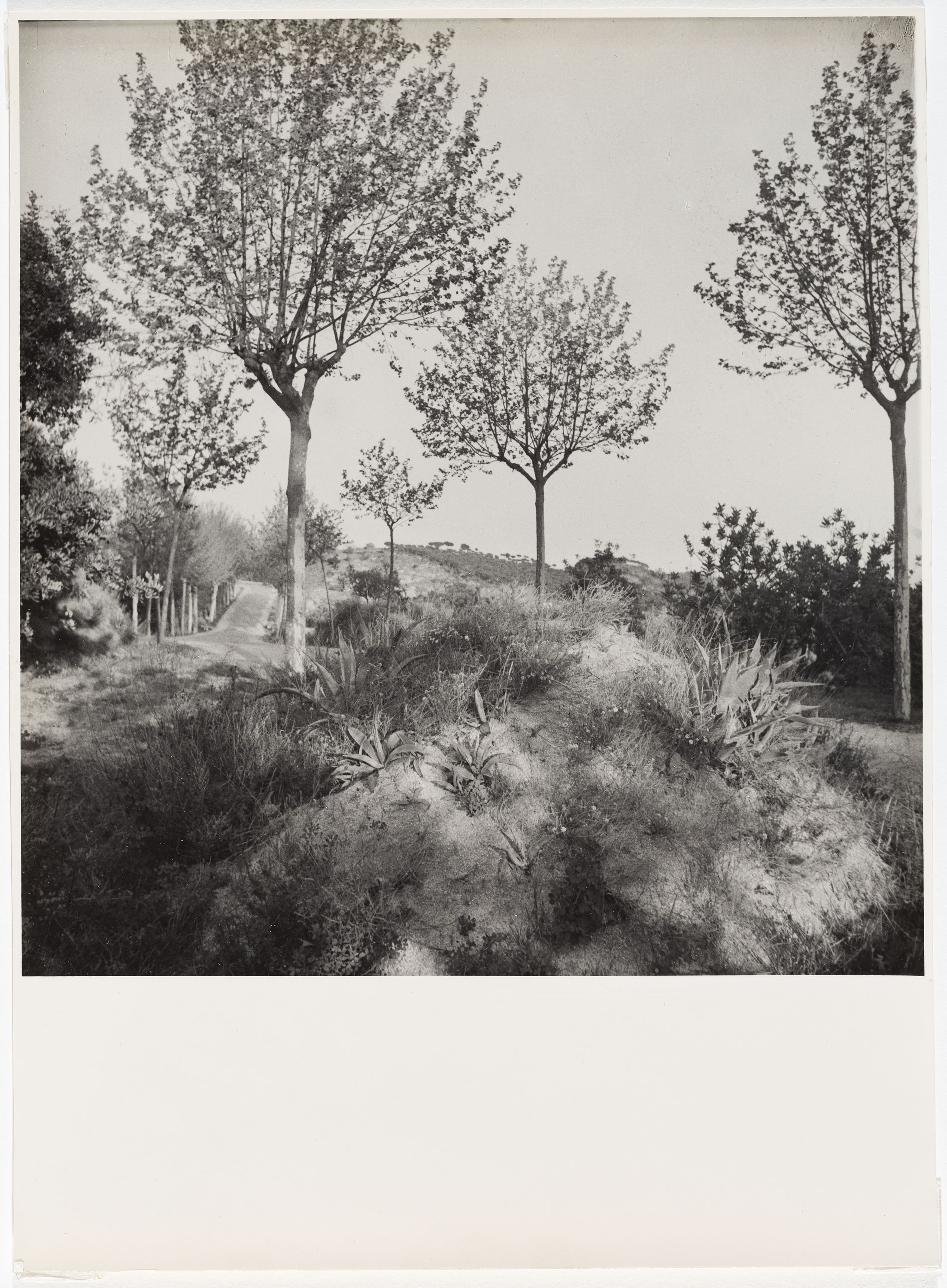 image for: Otho Lloyd - Paisatge - Cap a 1948