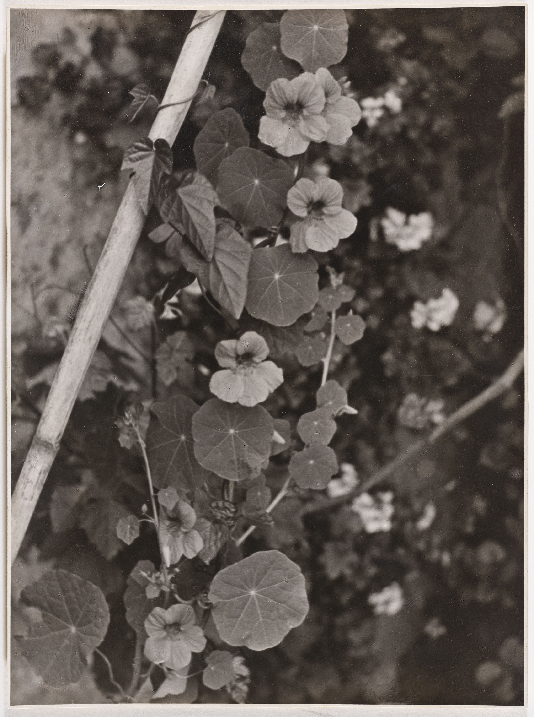 image for: Otho Lloyd - Fulles i flors - Cap a 1948