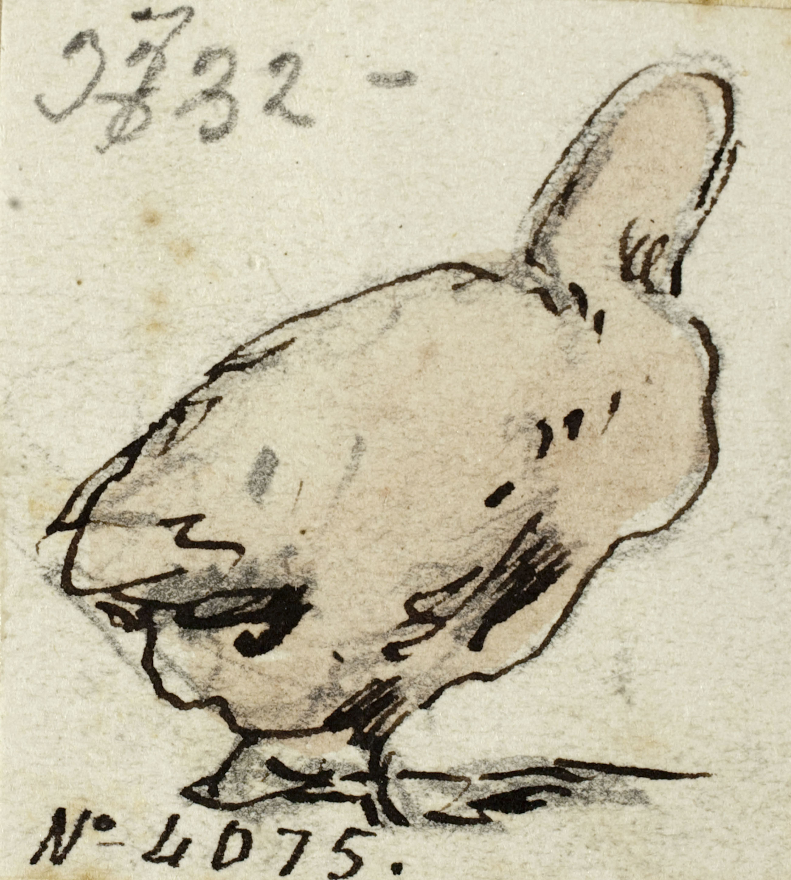 image for: Modest Urgell - Ànec - Cap a 1864