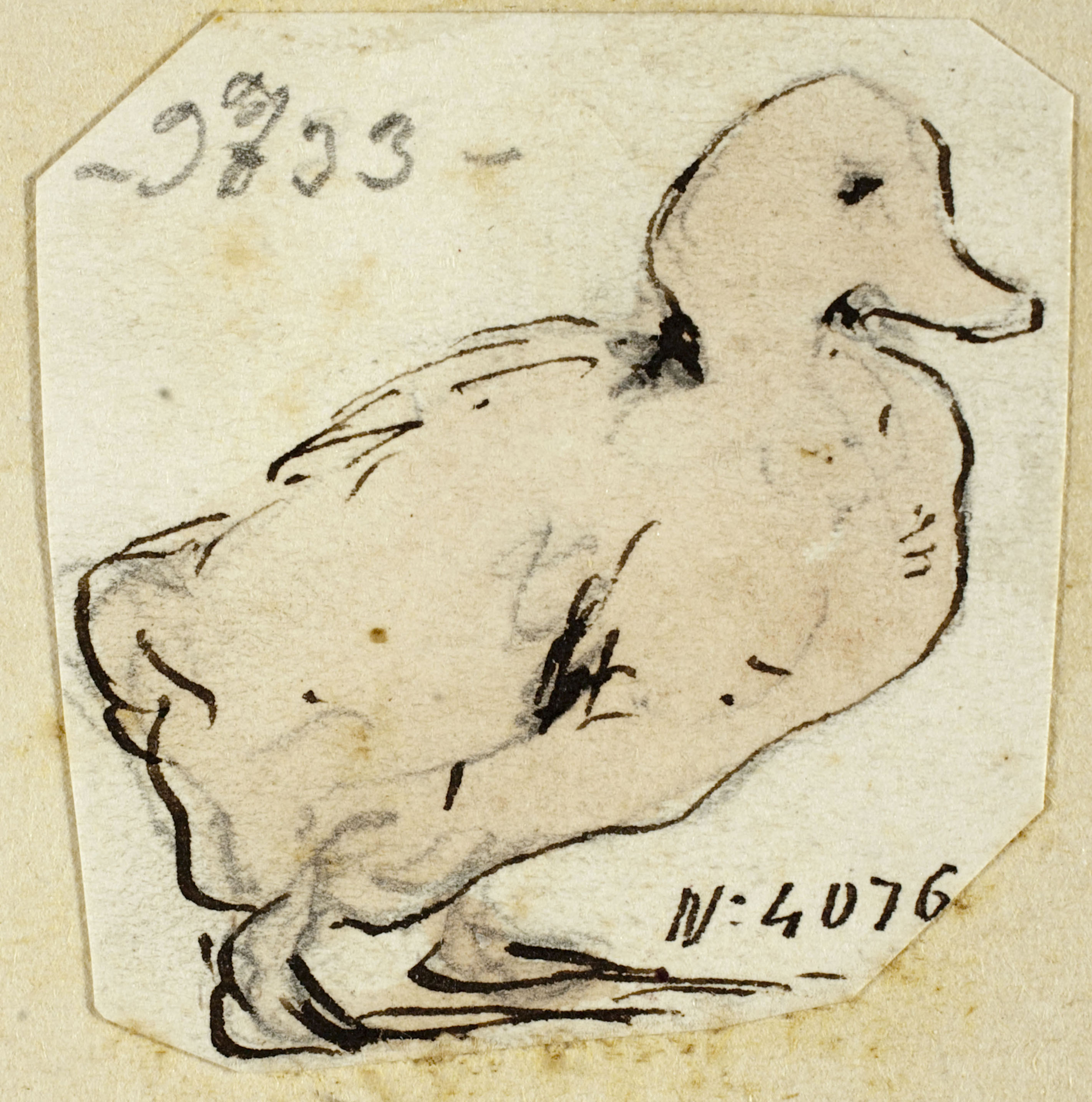 Modest Urgell - Ànec - Cap a 1864 image for: Modest Urgell - Ànec - Cap a 1864