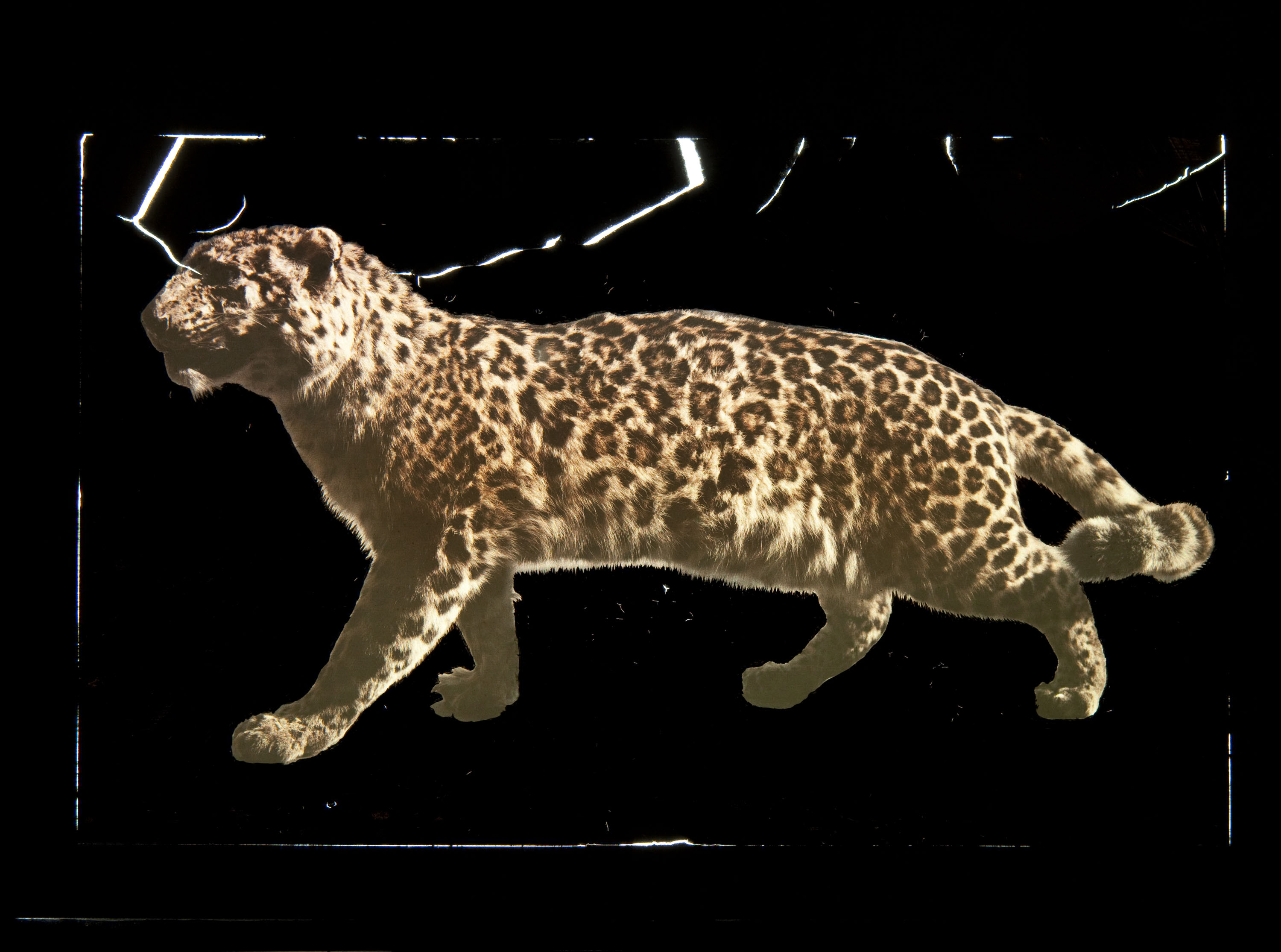 image for: Francesc Carrera Bou - Lleopard - Cap a 1922-1926