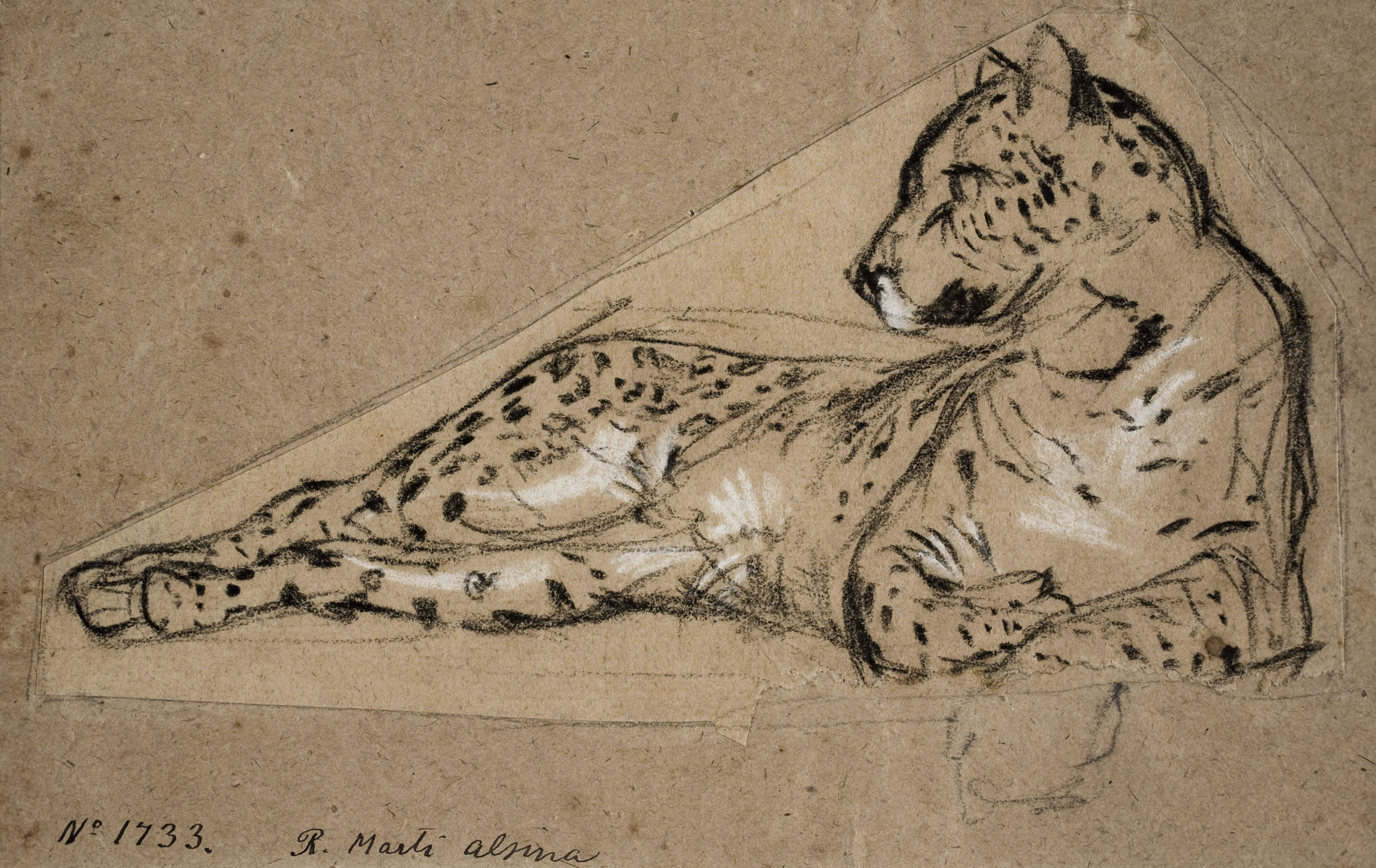 image for: Ramon Martí i Alsina - Lleopard - Cap a 1862