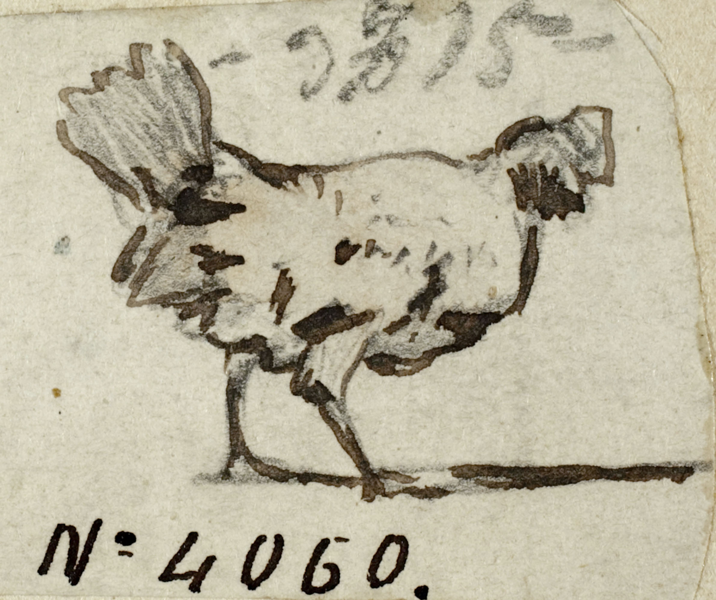 image for: Modest Urgell - Gallina - Cap a 1864