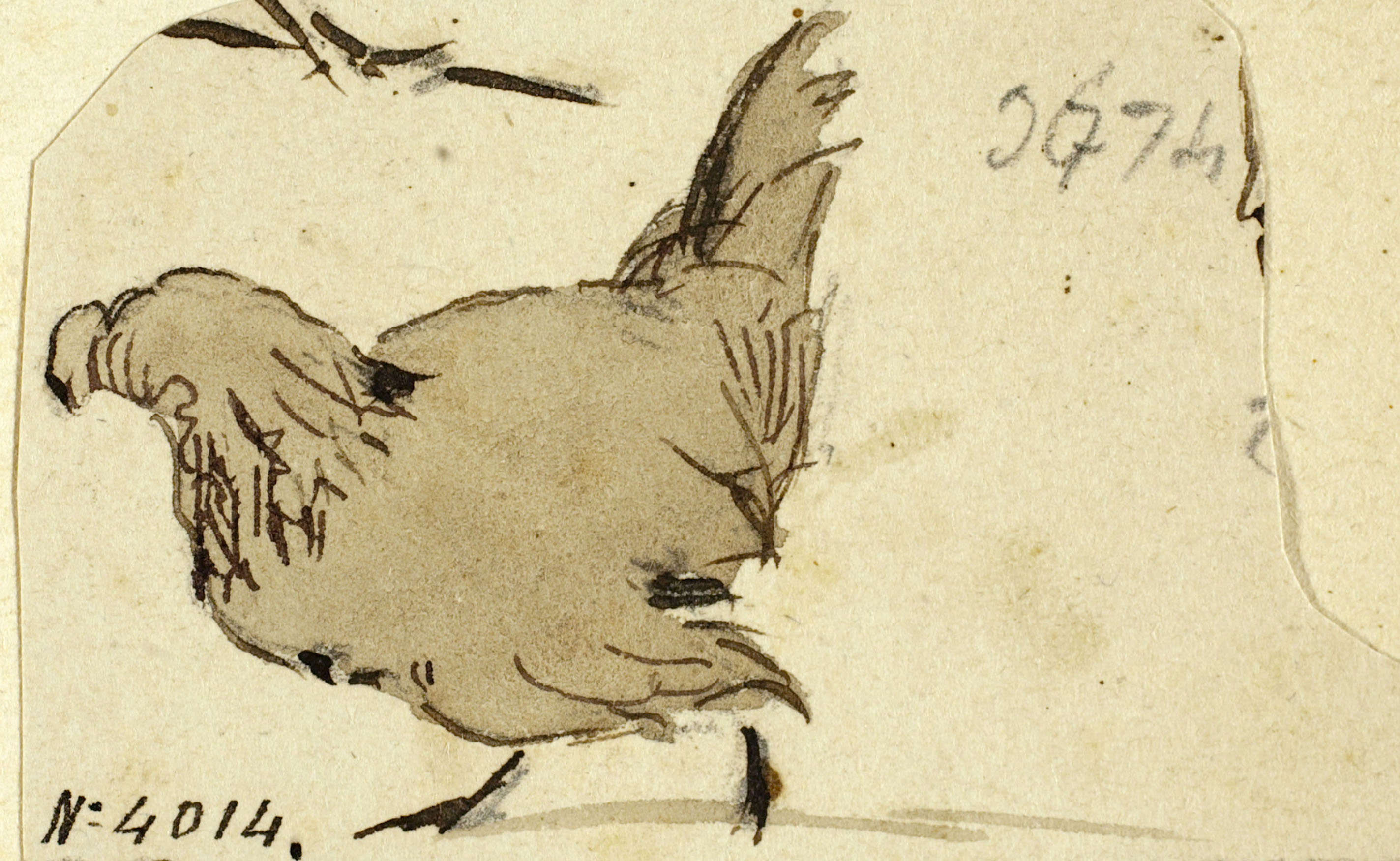 image for: Modest Urgell - Gallina - Cap a 1864