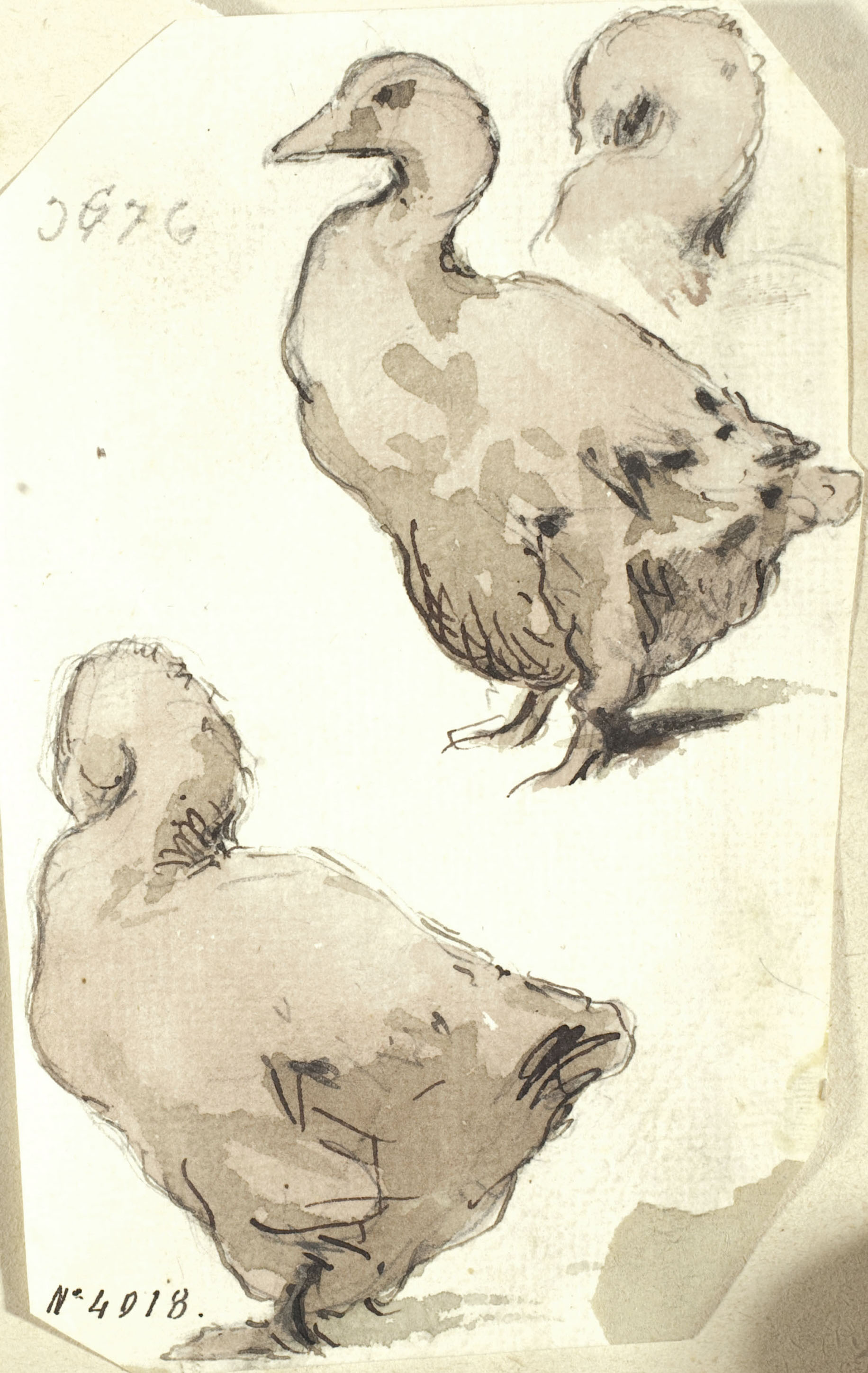 image for: Modest Urgell - Oques - Cap a 1864