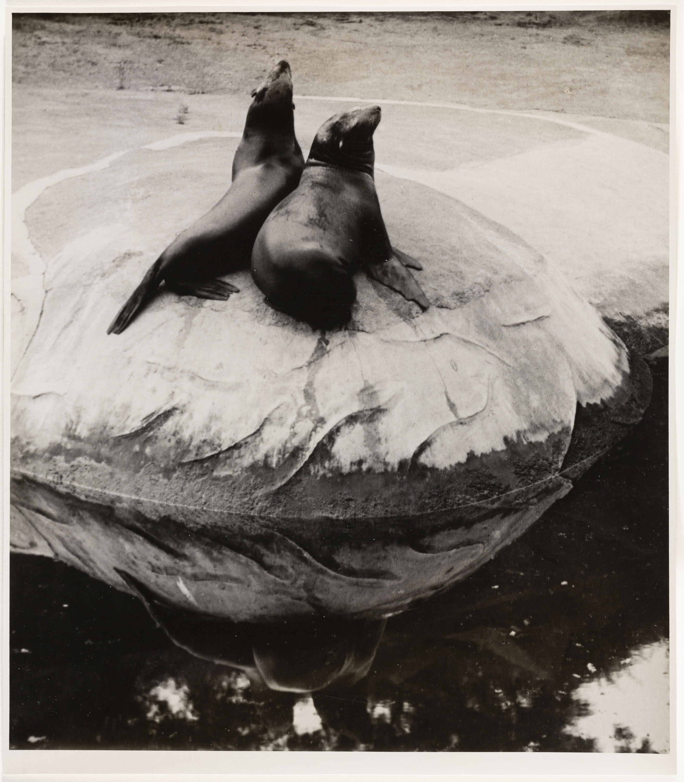 image for: Otho Lloyd - Foques - Cap a 1944-1950