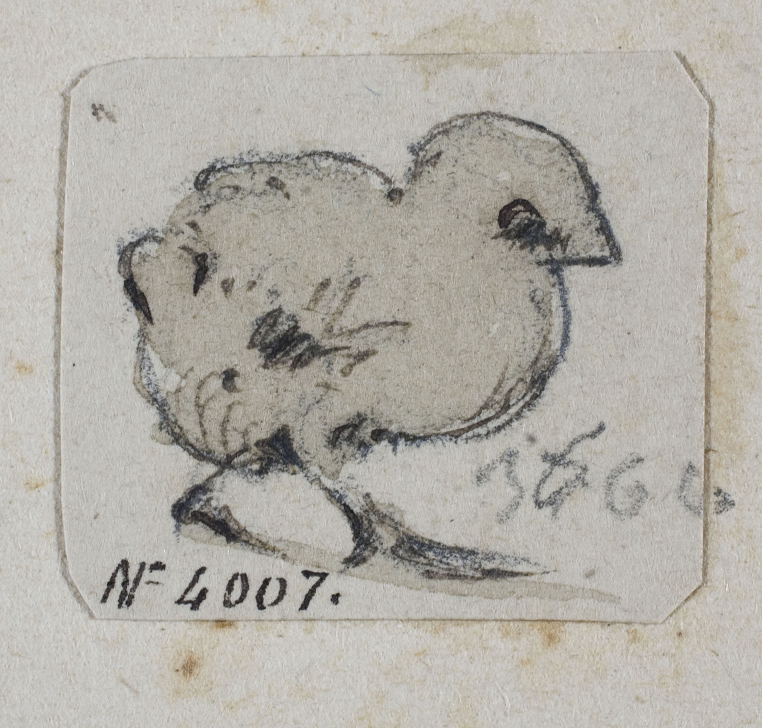 image for: Modest Urgell - Pollet - Cap a 1864