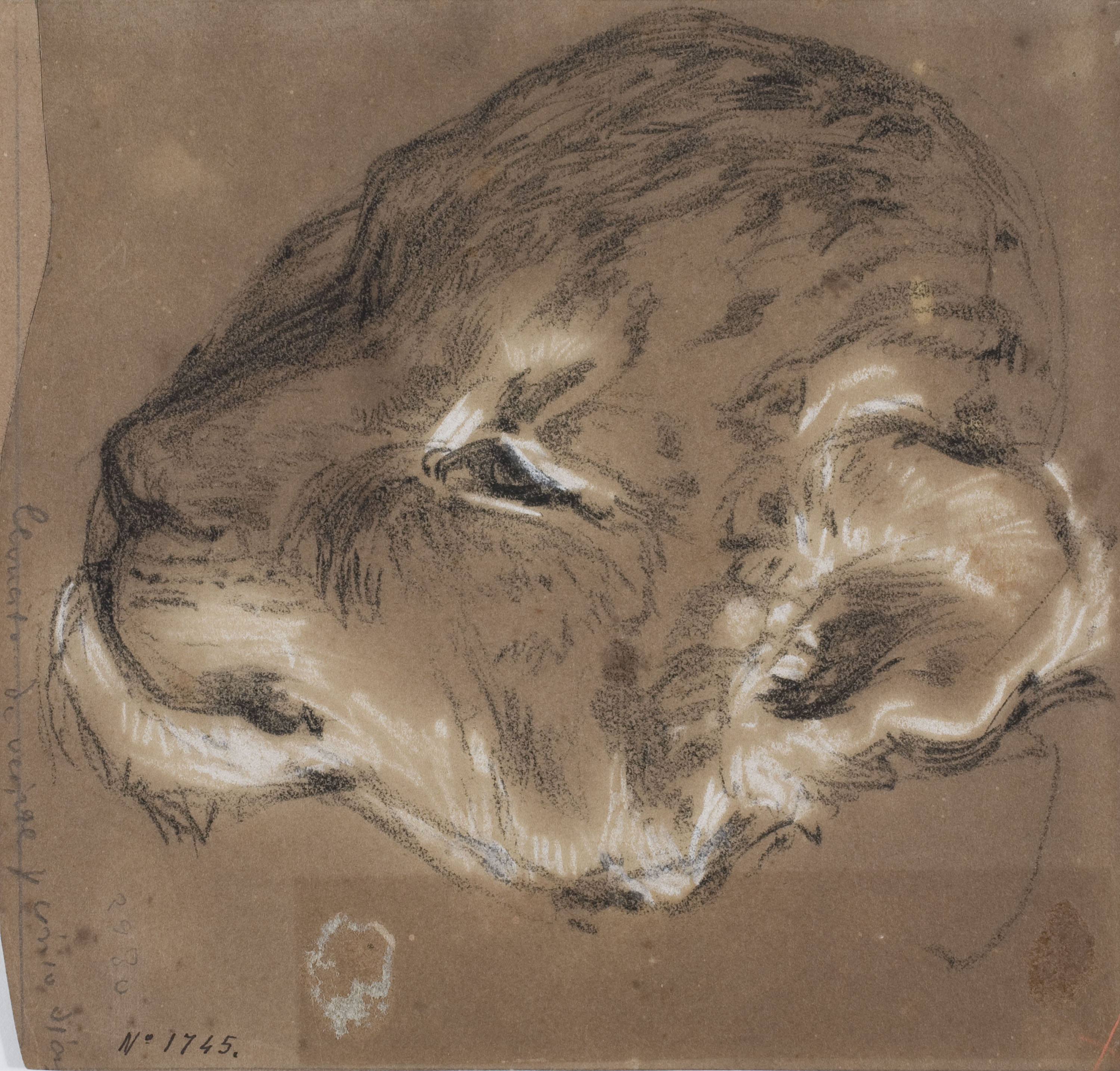 image for: Ramon Martí i Alsina - Cap d'un lleó petit - Cap a 1862