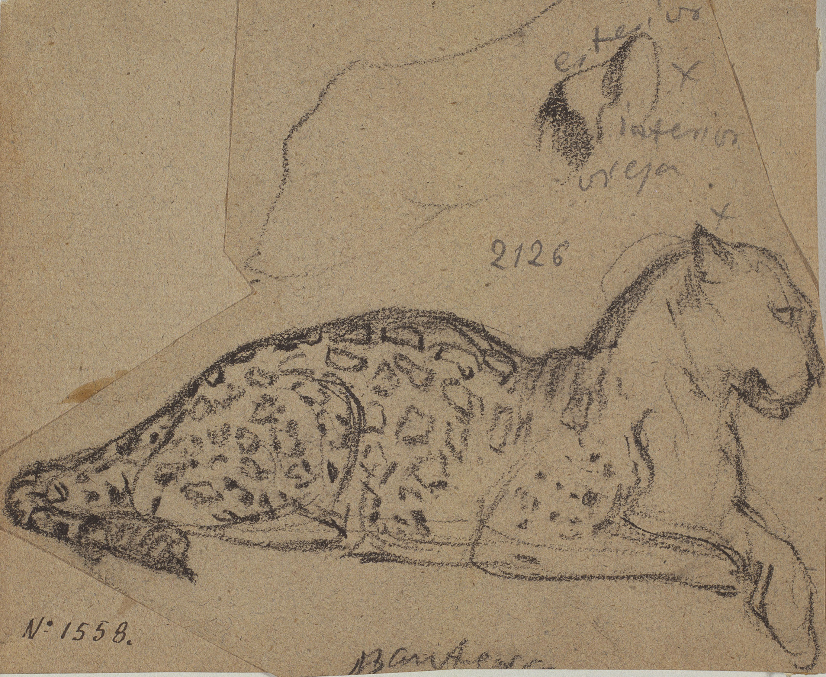 image for: Ramon Martí i Alsina - Estudis d'una pantera - Cap a 1862