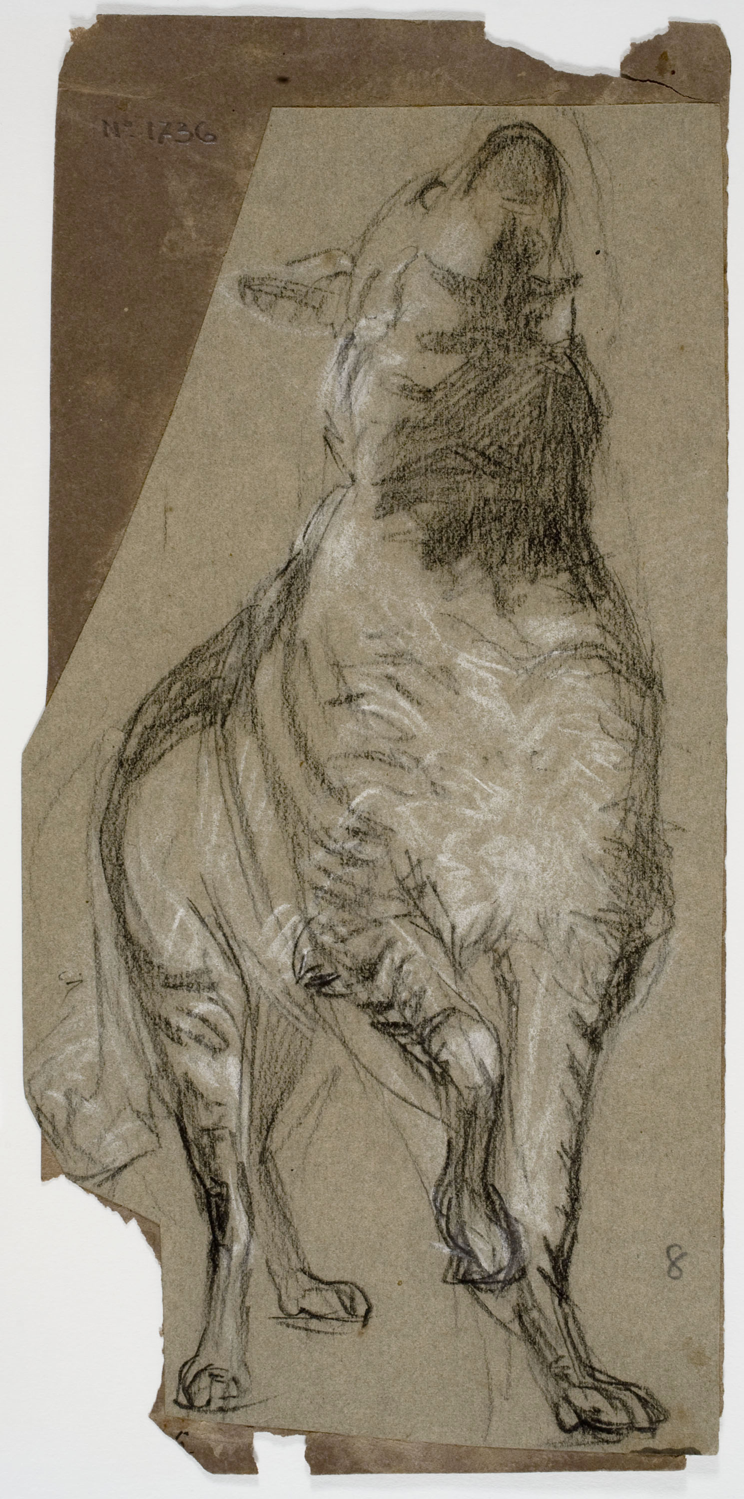 image for: Ramon Martí i Alsina - Estudi de gos llop - Cap a 1862