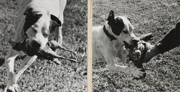 Oriol Maspons - Díptic de la maqueta del llibre «La caza de la perdiz roja», de Miguel Delibes - 1962 image for: Oriol Maspons - Díptic de la maqueta del llibre «La caza de la perdiz roja», de Miguel Delibes - 1962