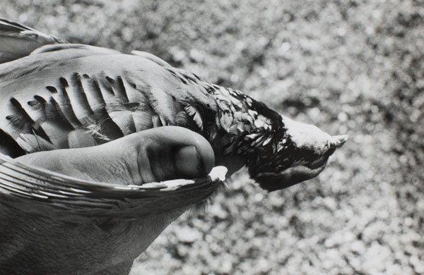Oriol Maspons - Fotografia per al llibre «La caza de la perdiz roja», de Miguel Delibes - 1962 image for: Oriol Maspons - Fotografia per al llibre «La caza de la perdiz roja», de Miguel Delibes - 1962