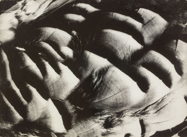 image for: Oriol Maspons - Plomes de perdiu. Fotografia per al llibre «La caza de la perdiz roja», de Miguel Delibes - 1962