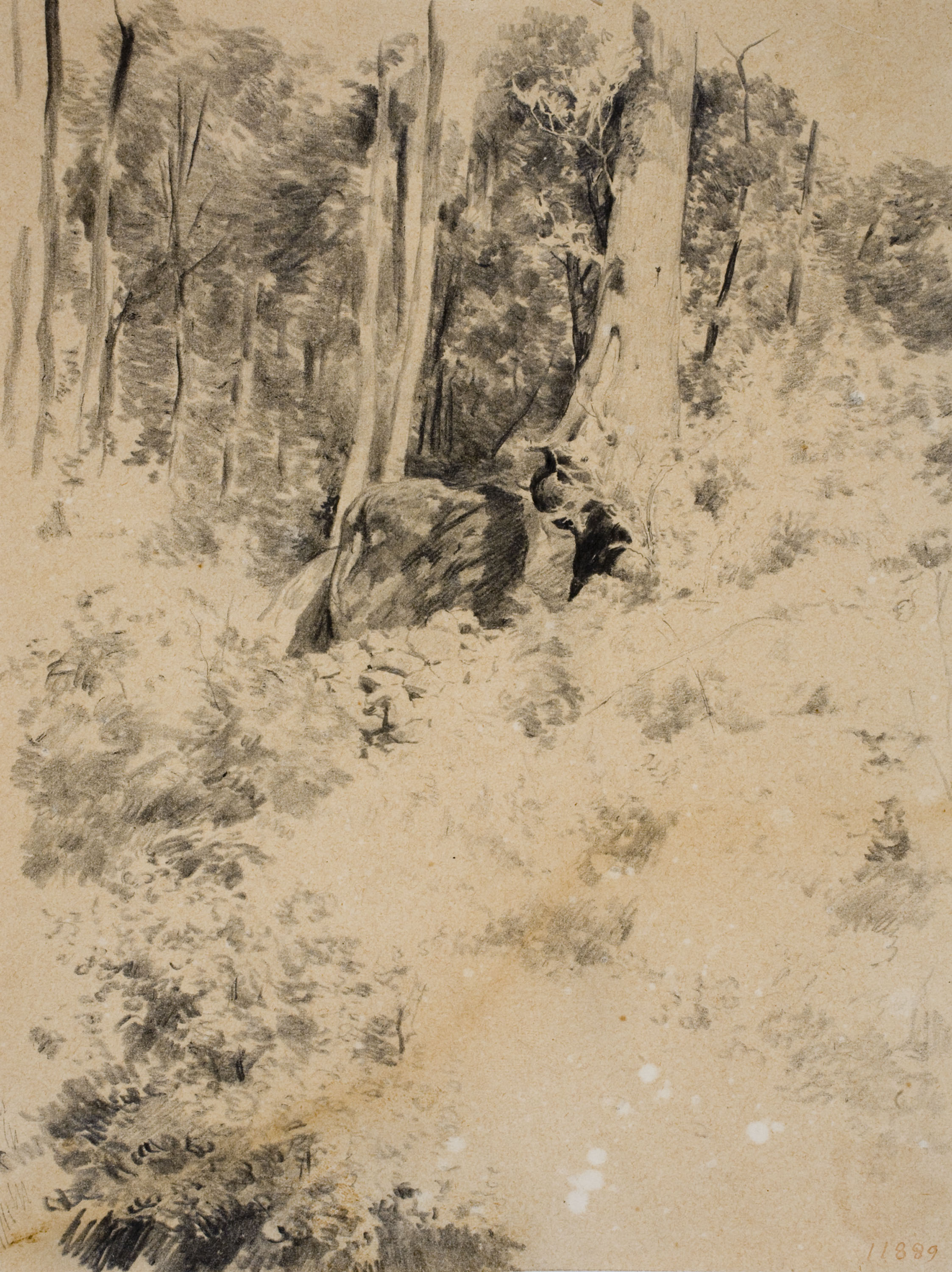 Antoni Fabrés - Racó de bosc - Cap a 1888-1894 image for: Antoni Fabrés - Racó de bosc - Cap a 1888-1894