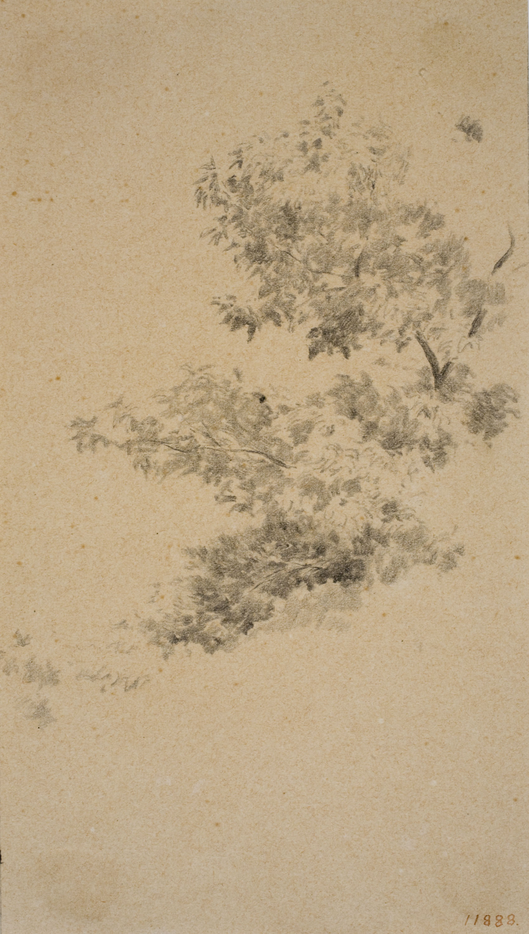 image for: Antoni Fabrés - Vegetació - Cap a 1888-1894