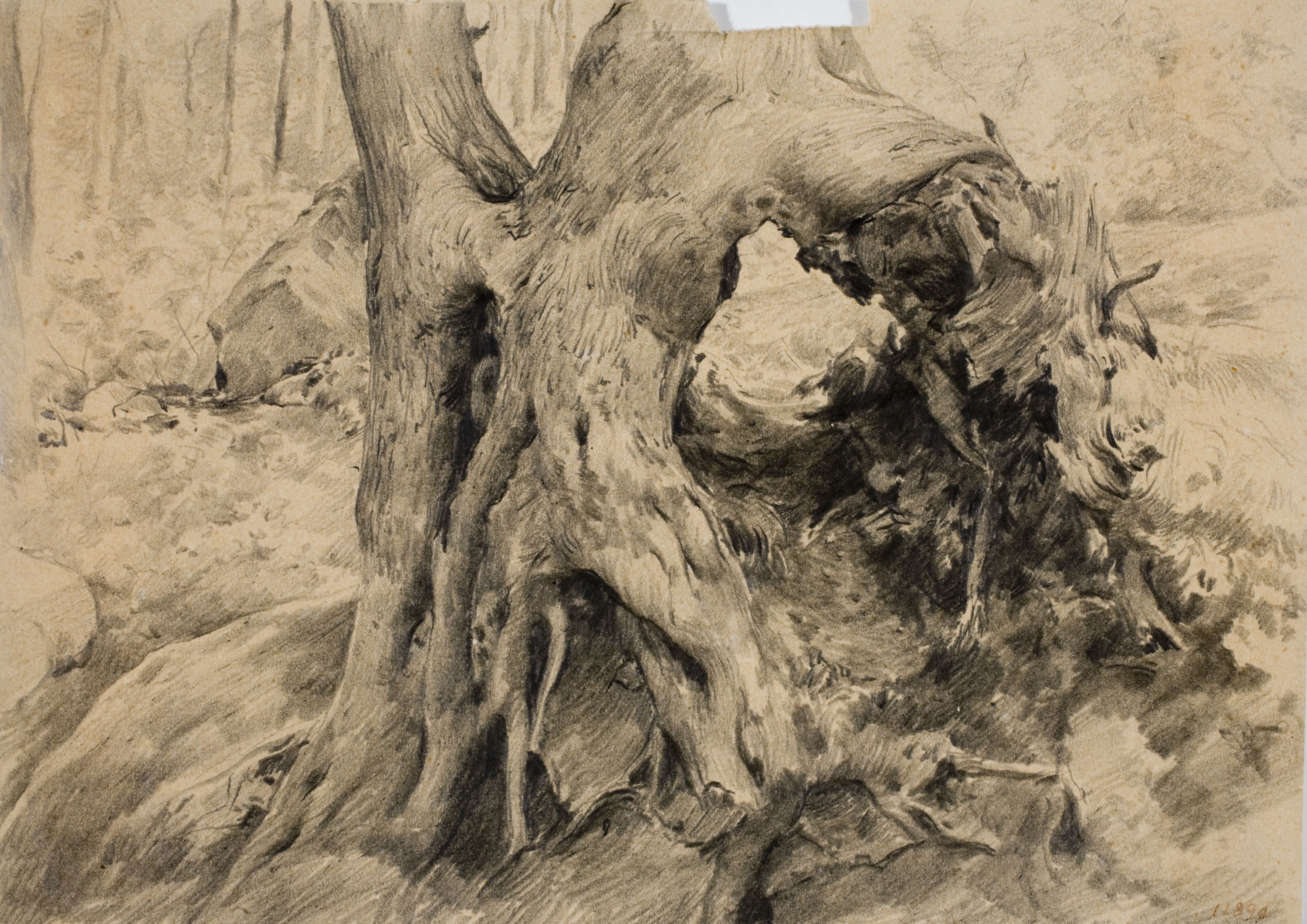 image for: Antoni Fabrés - Racó de bosc - Cap a 1888-1894