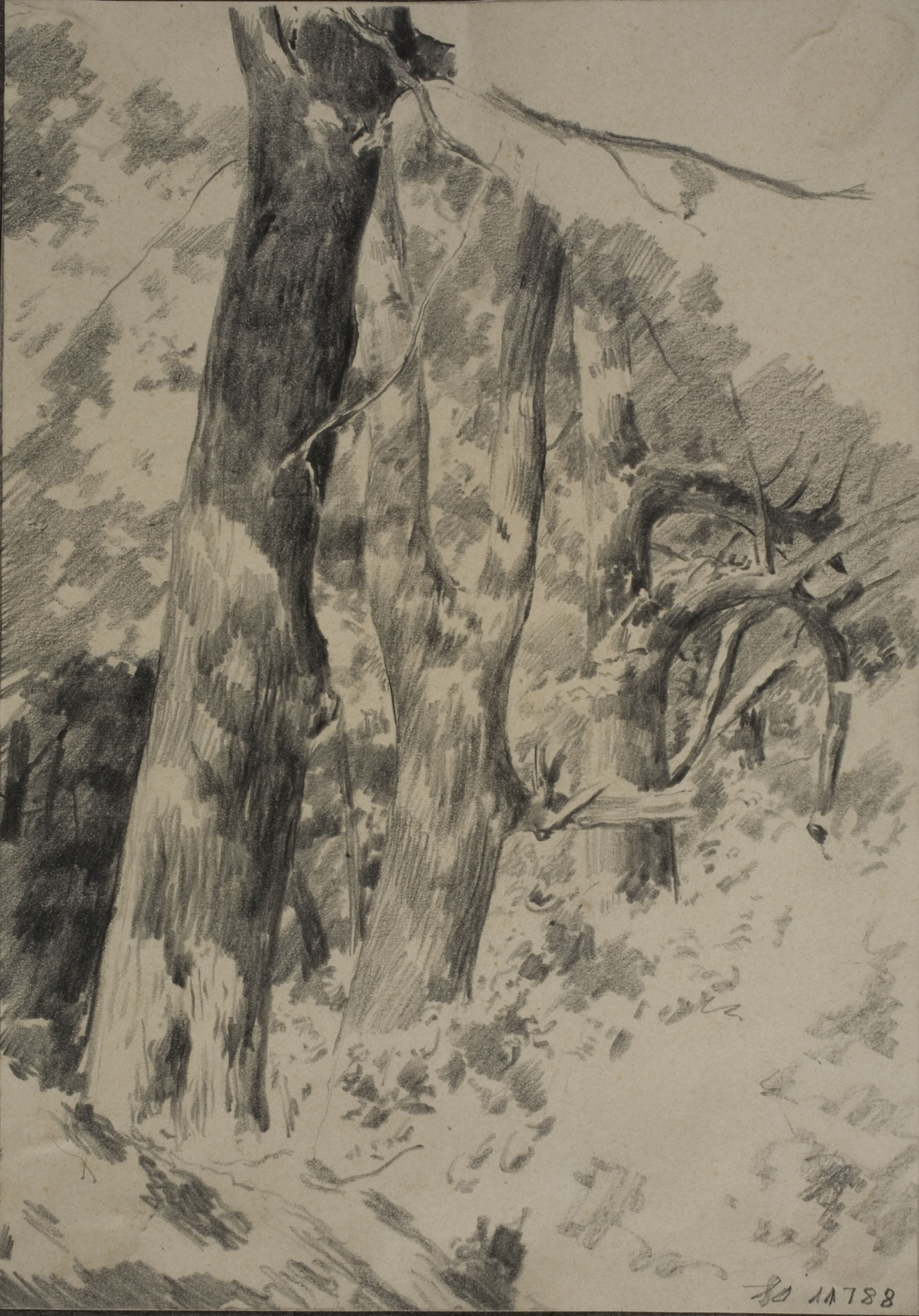 Antoni Fabrés - Racó de bosc - Cap a 1888 image for: Antoni Fabrés - Racó de bosc - Cap a 1888