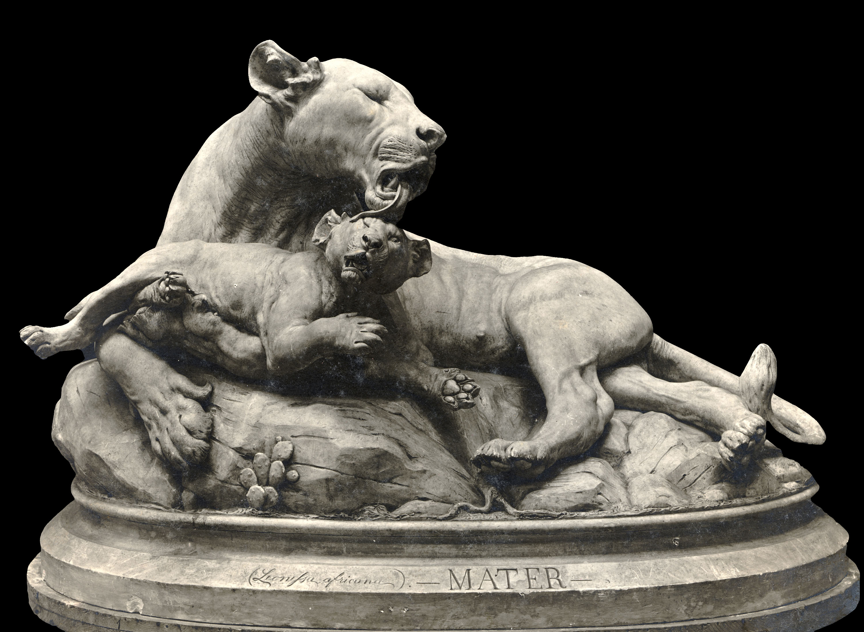 image for: Diego Sarti - Mater. Lleona africana - 1897-1898