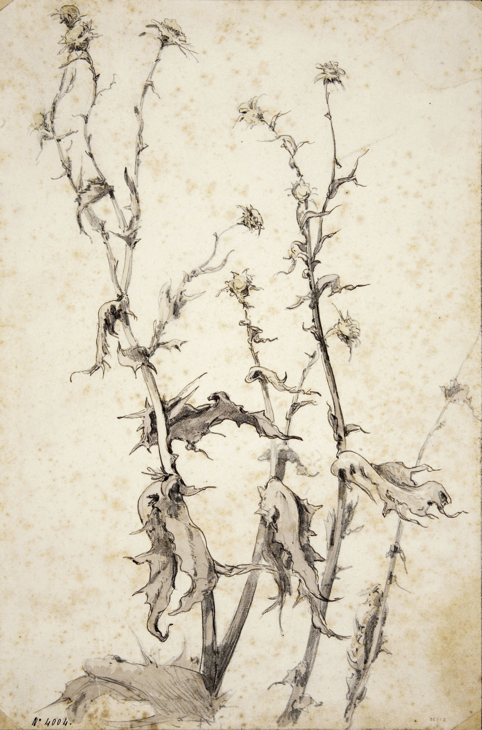 image for: Modest Urgell - Cards - Cap a 1864