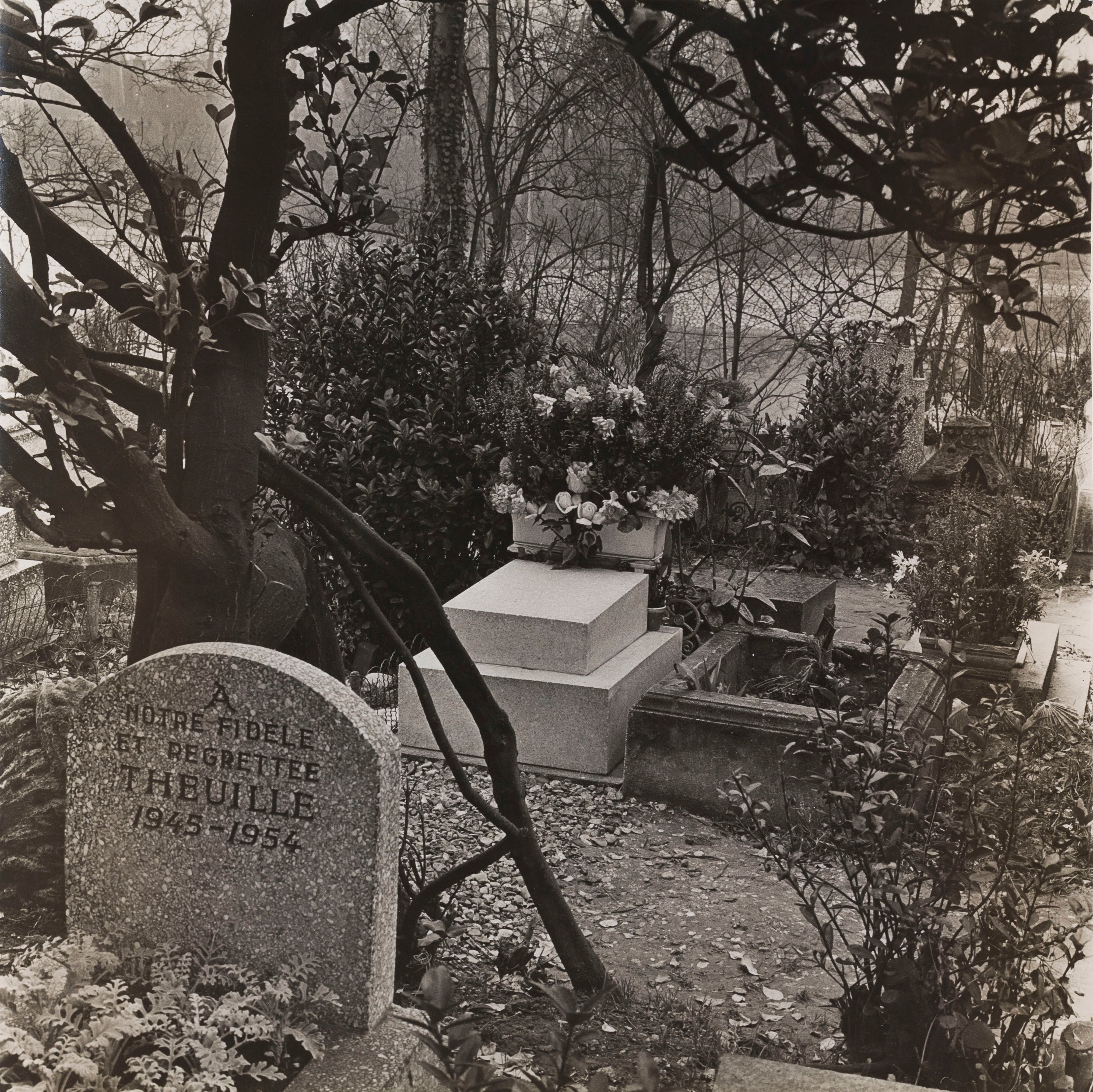 Oriol Maspons - Sense títol (Cementiri de gossos, París) - 1958 image for: Oriol Maspons - Sense títol (Cementiri de gossos, París) - 1958