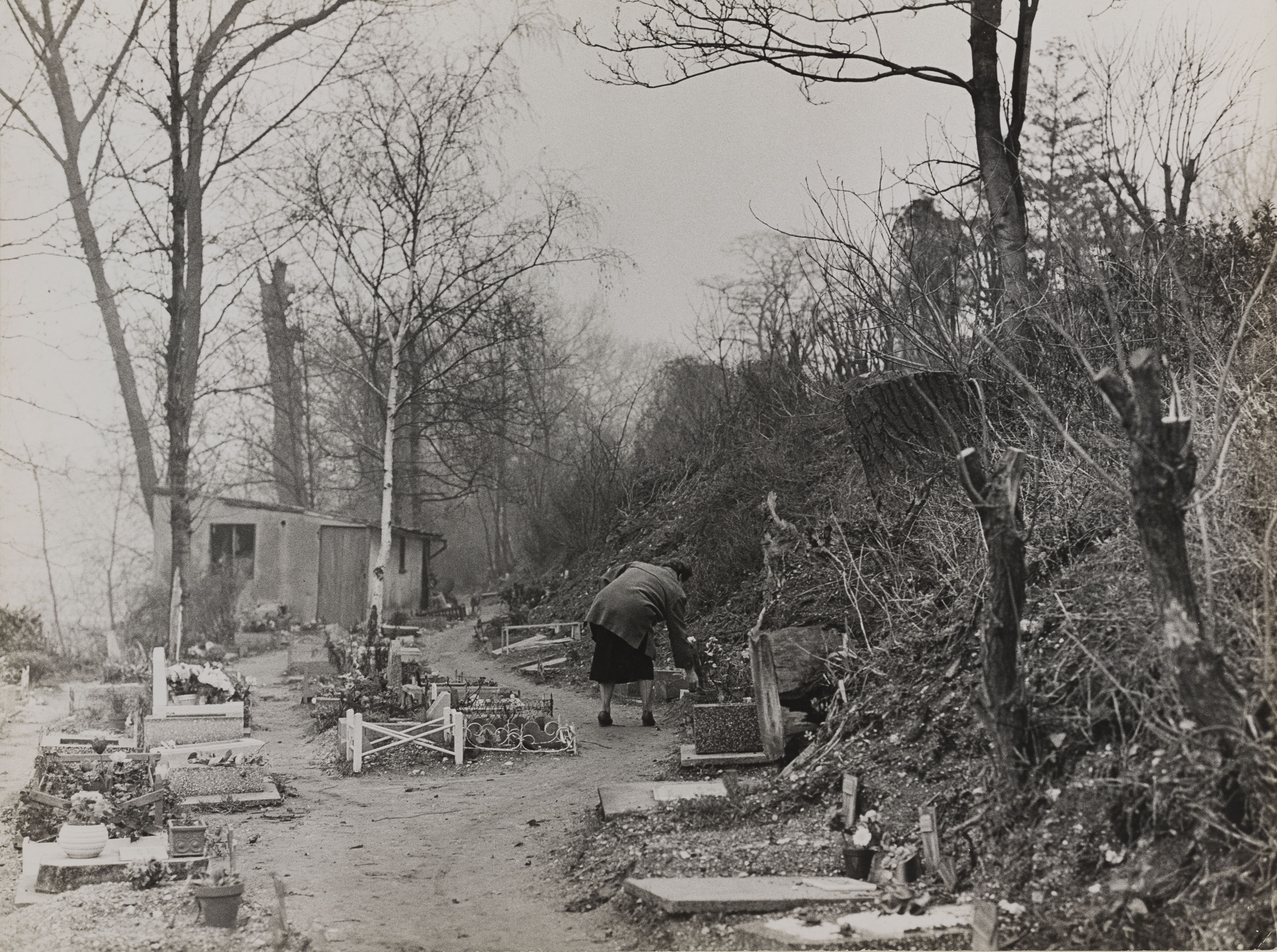 image for: Oriol Maspons - Sense títol (Cementiri de gossos, París) - 1958