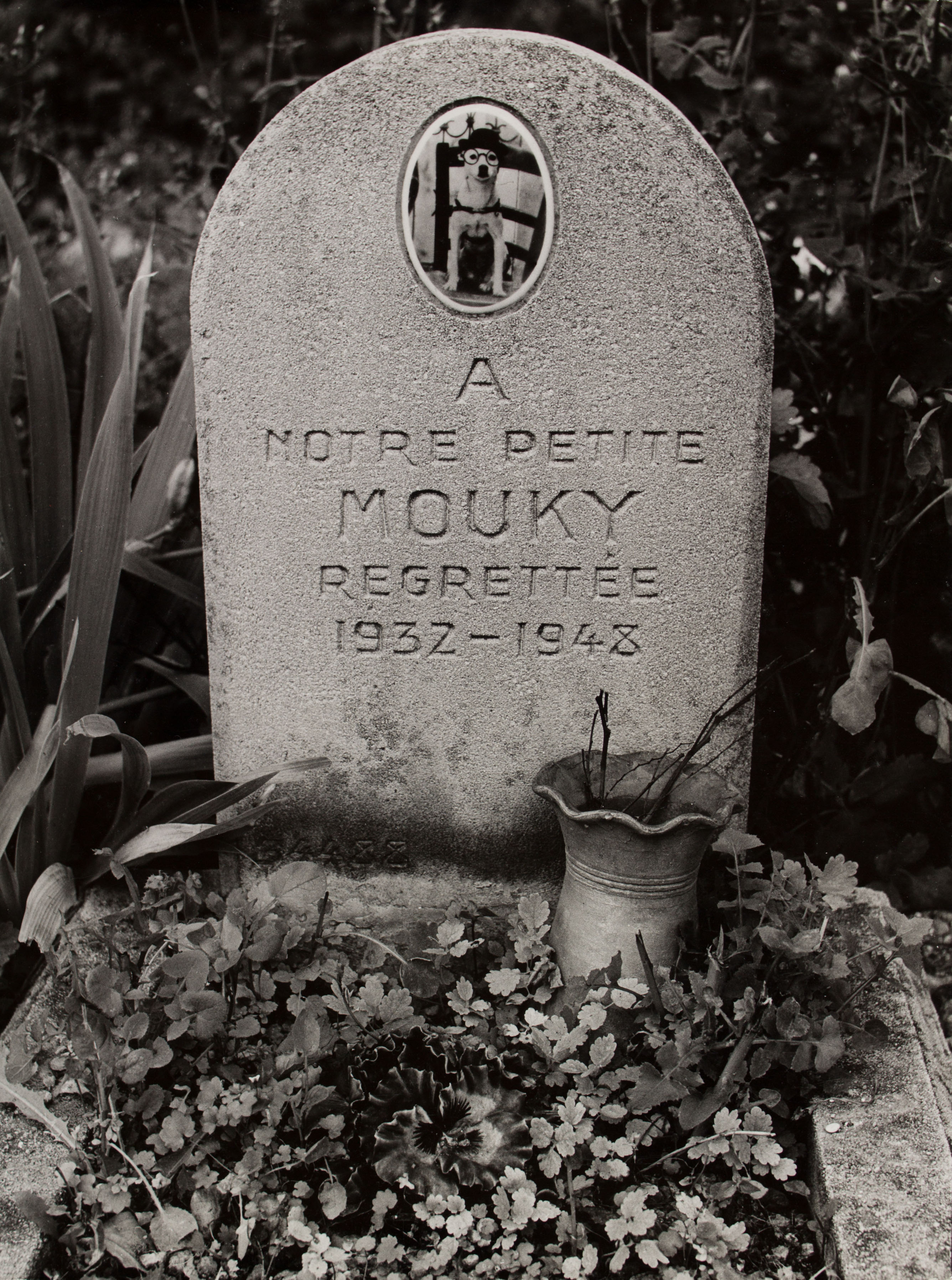 Oriol Maspons - Sense títol (Cementiri de gossos, París) - 1958 image for: Oriol Maspons - Sense títol (Cementiri de gossos, París) - 1958