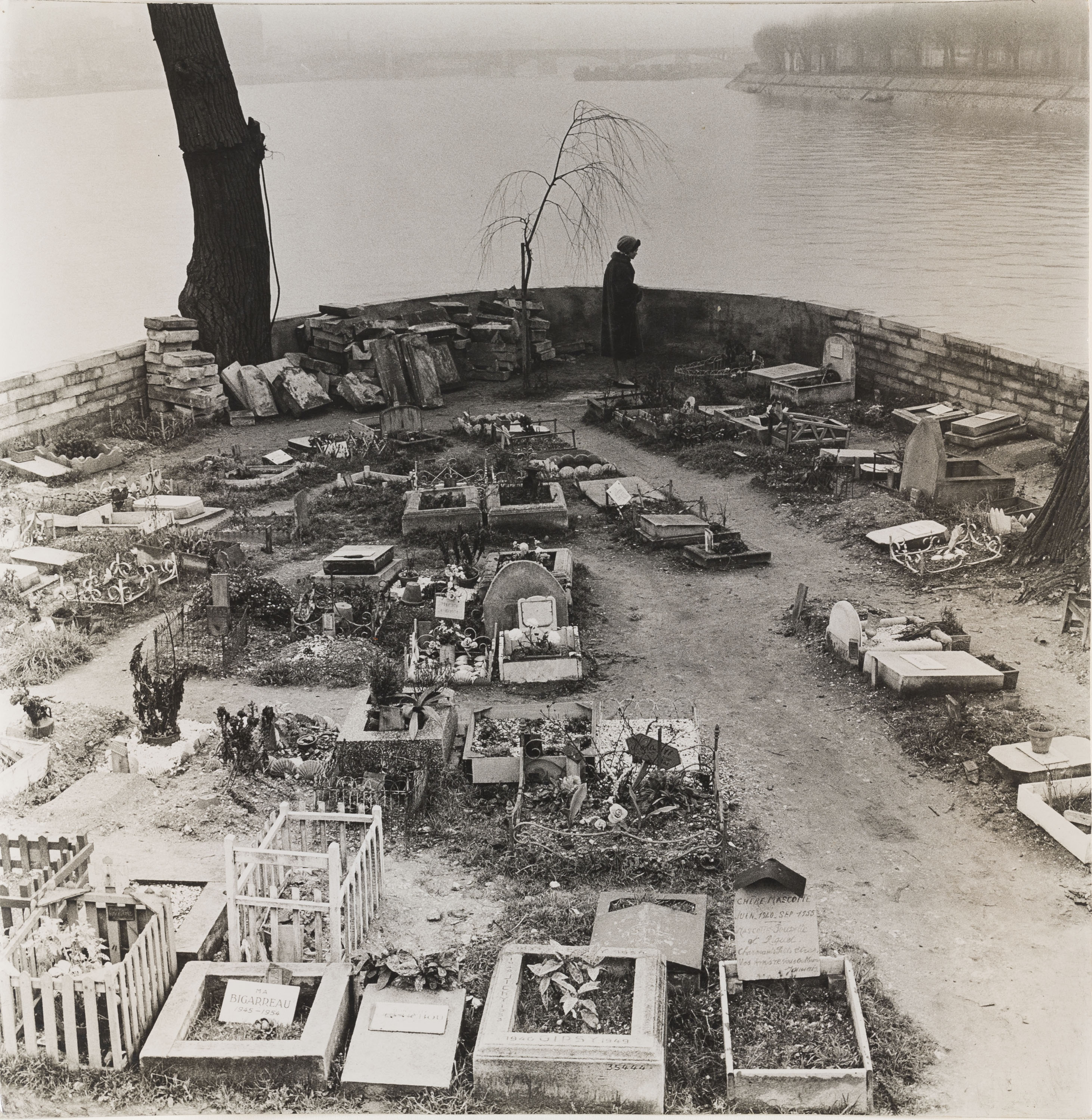 image for: Oriol Maspons - Sense títol (Cementiri de gossos, París) - 1958