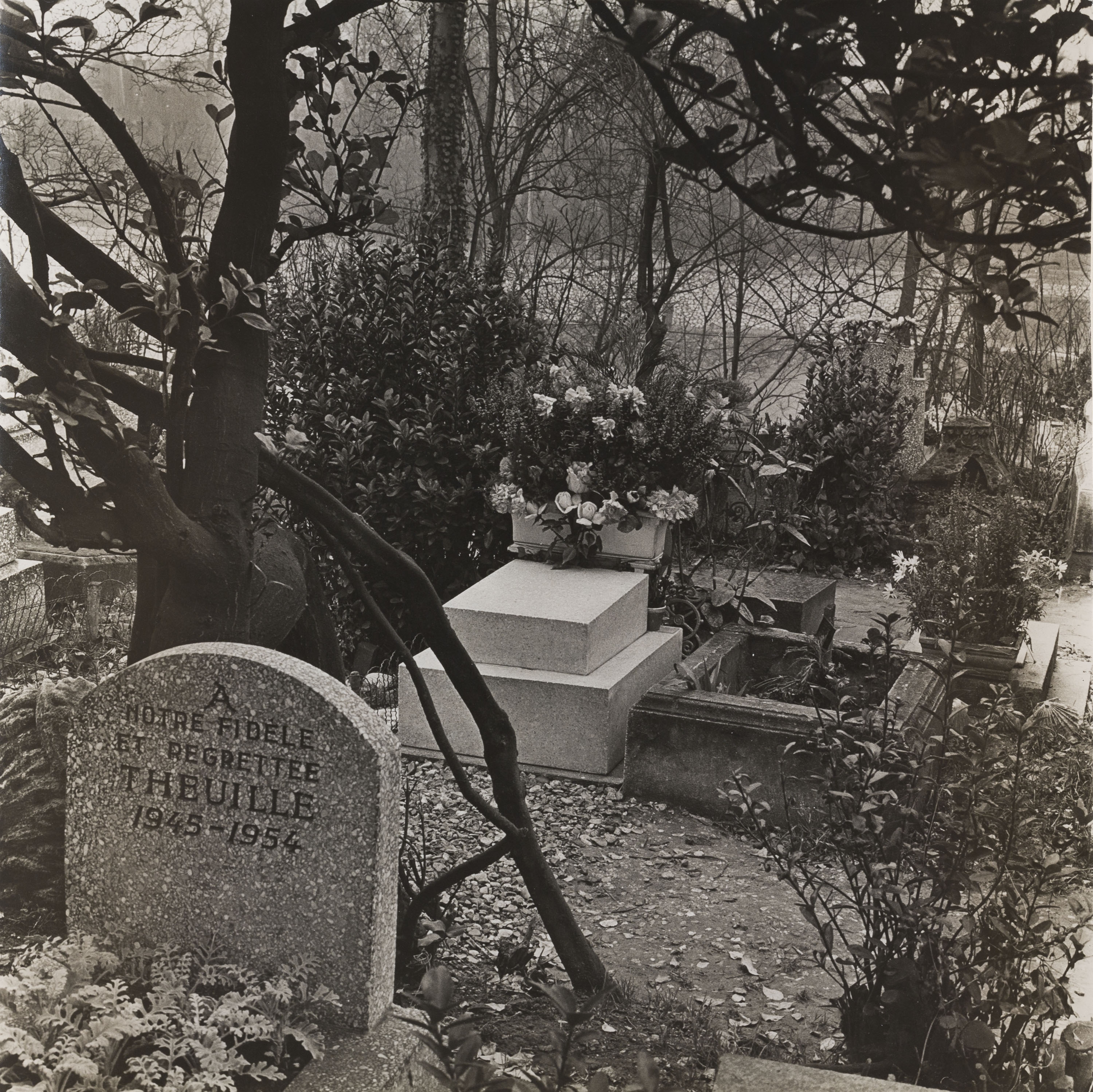 image for: Oriol Maspons - Sense títol (Cementiri de gossos, París) - 1958