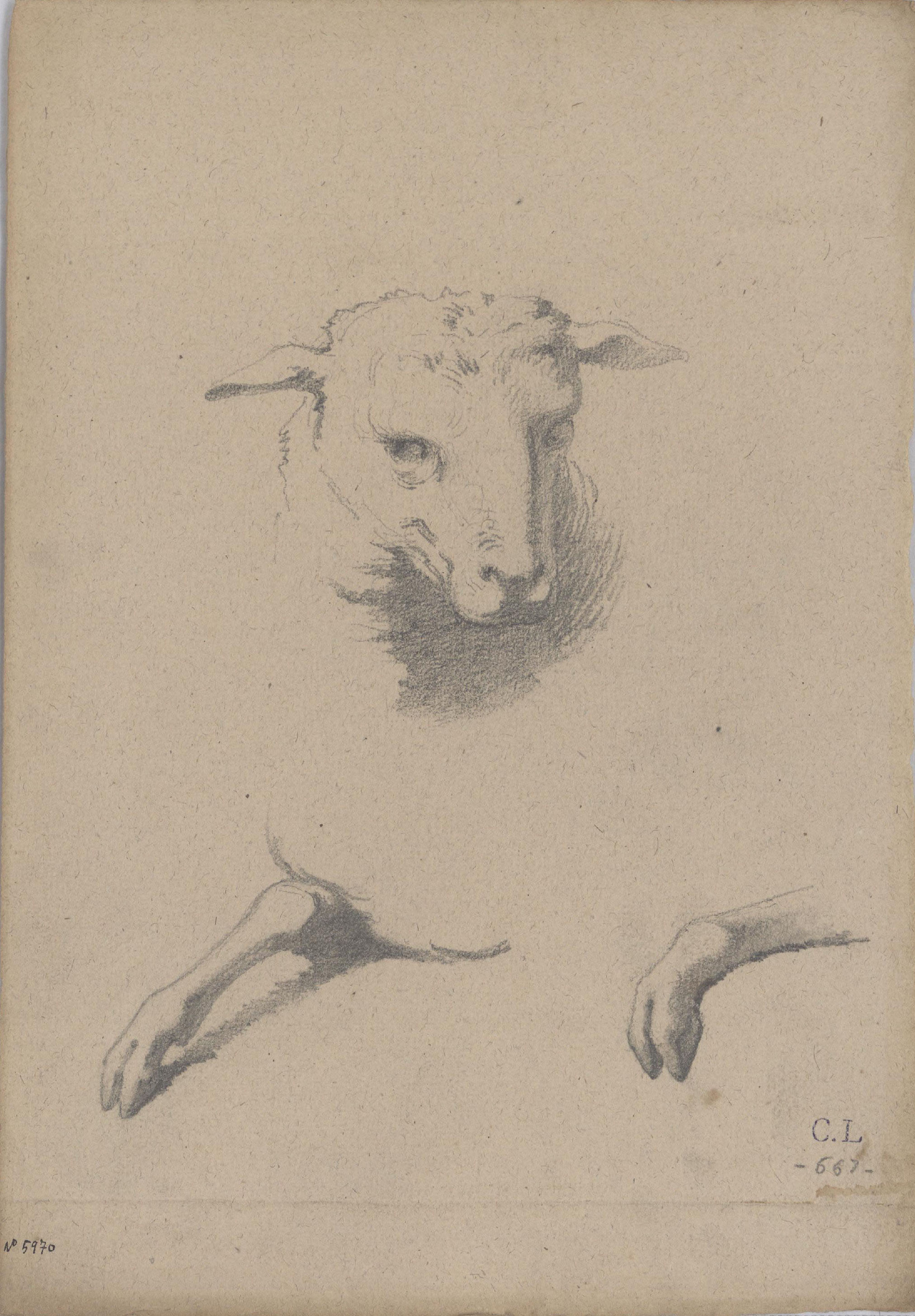 image for: Claudi Lorenzale - Estudi de cap i potes davanteres d'ovella - Cap a 1850-1870