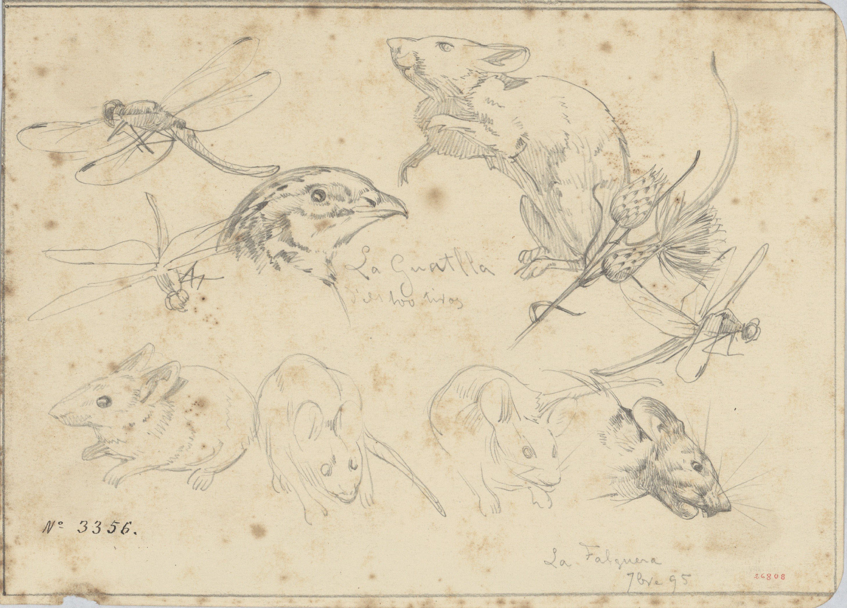 image for: Alexandre de Riquer - Insectes, ratolins, guatlla i flors - 1895