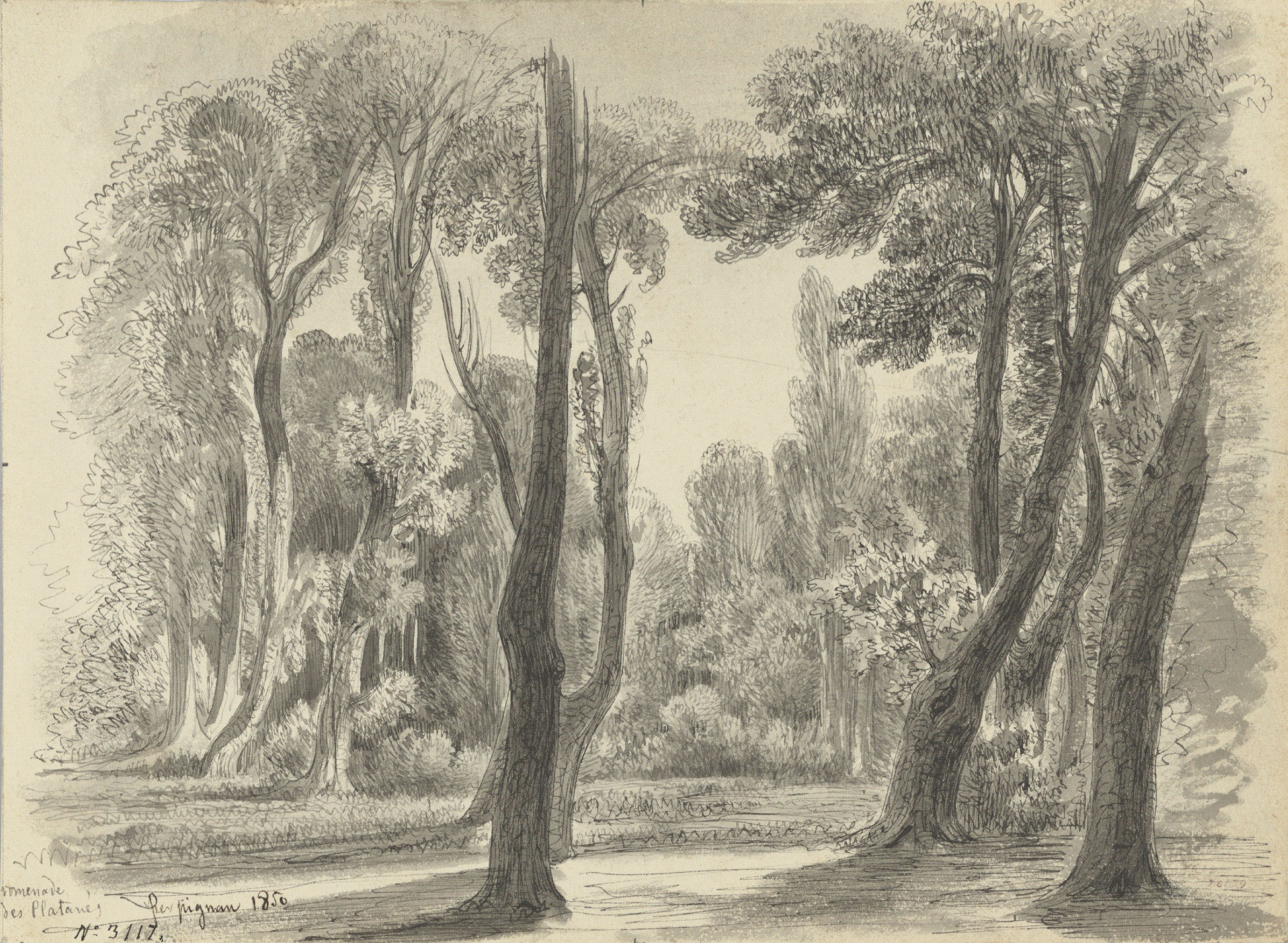 image for: Lluís Rigalt - Promenade des Platanes. Perpignan - 1850