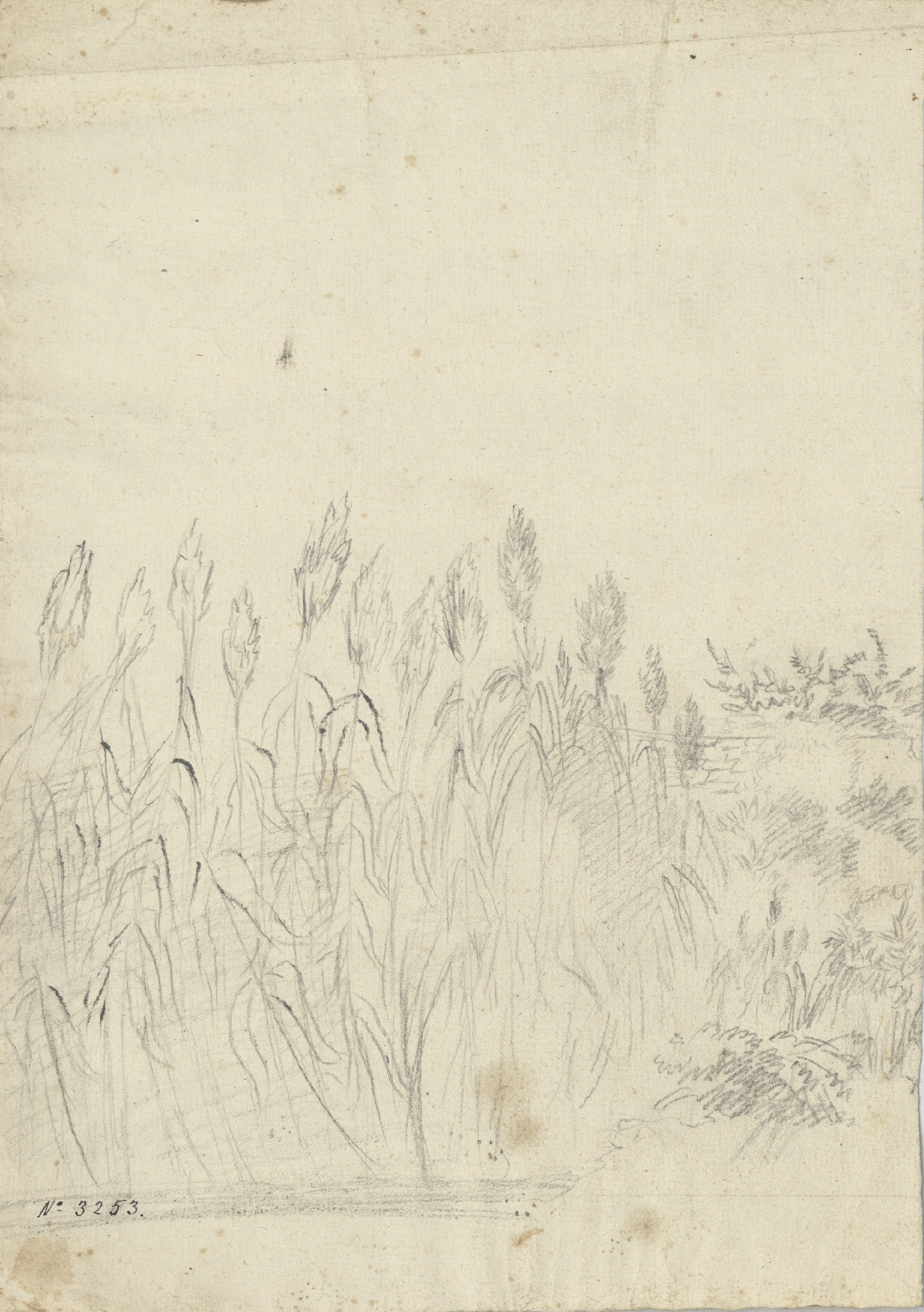image for: Pau Rigalt - Un canyar - Cap a 1820-1840