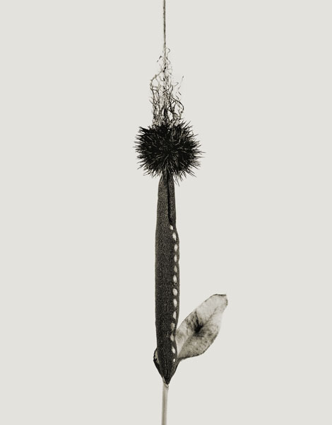 image for: Joan Fontcuberta - Cardus fibladissus (Herbarium) - 1985